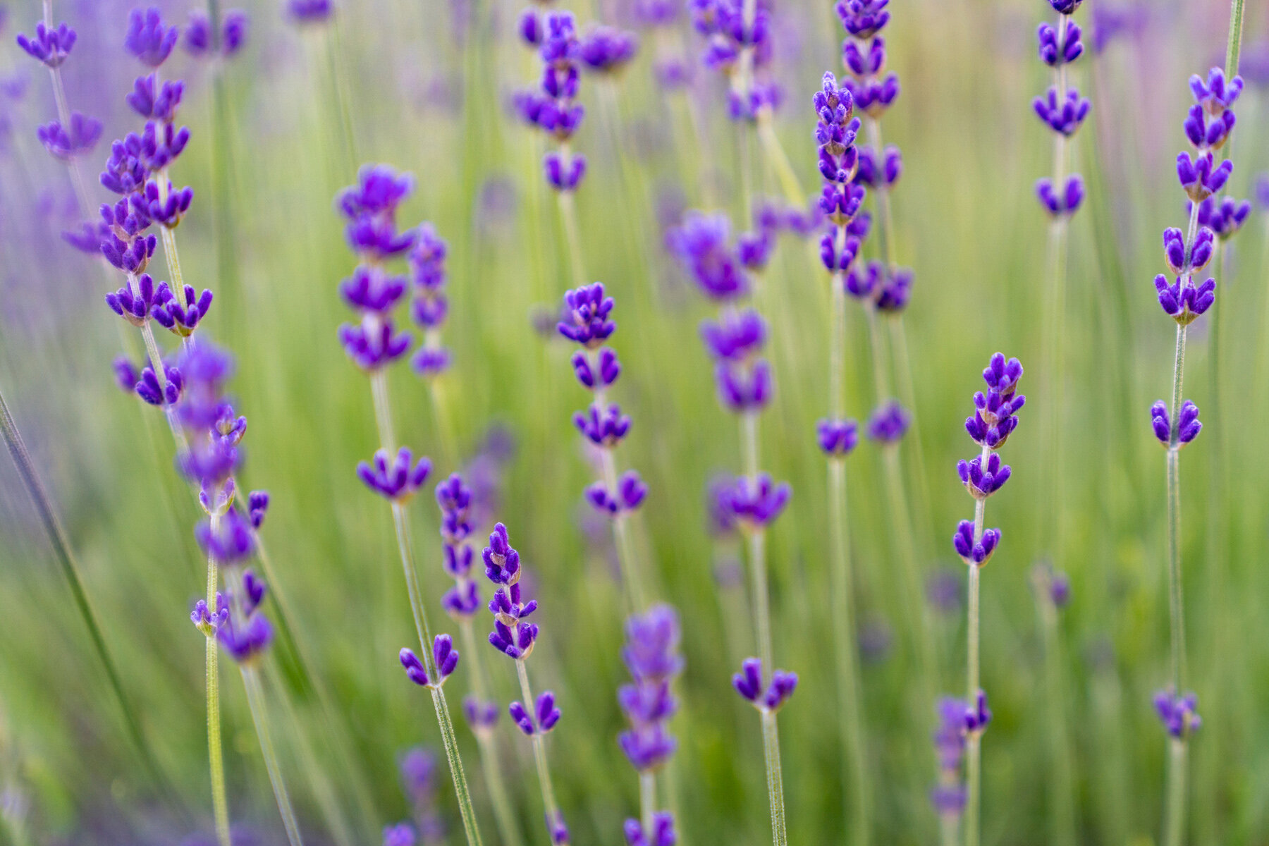 Photographyby Wasim Oakwood Gardens Hillsboro Oregon Spring2020