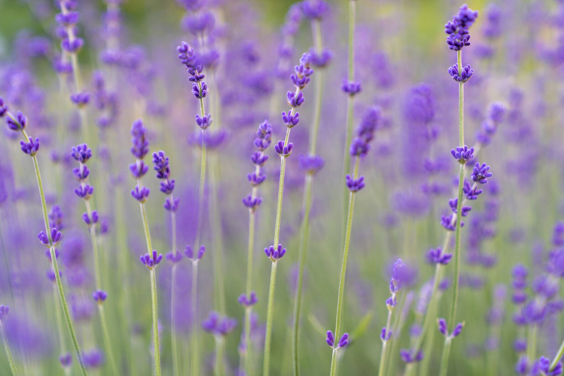 Photographyby Wasim Oakwood Gardens Hillsboro Oregon Spring2020
