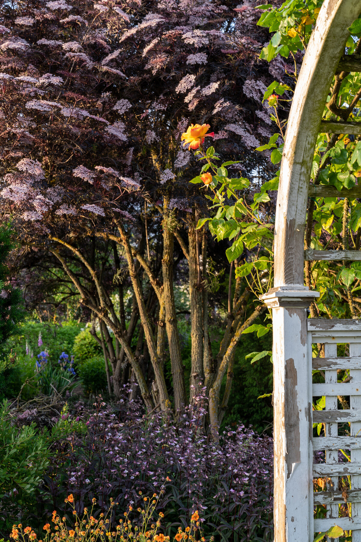 Photographyby Wasim Oakwood Gardens Hillsboro Oregon Spring2020