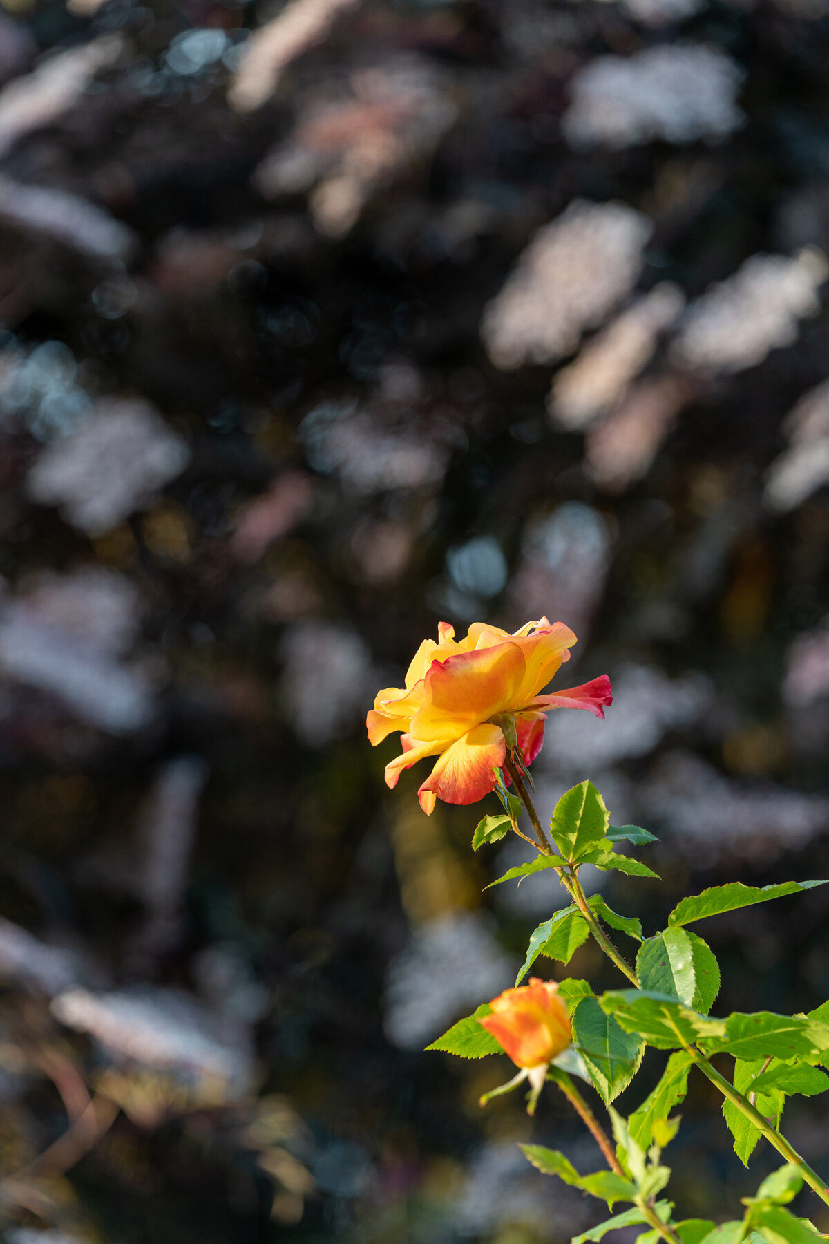 Photographyby Wasim Oakwood Gardens Hillsboro Oregon Spring2020