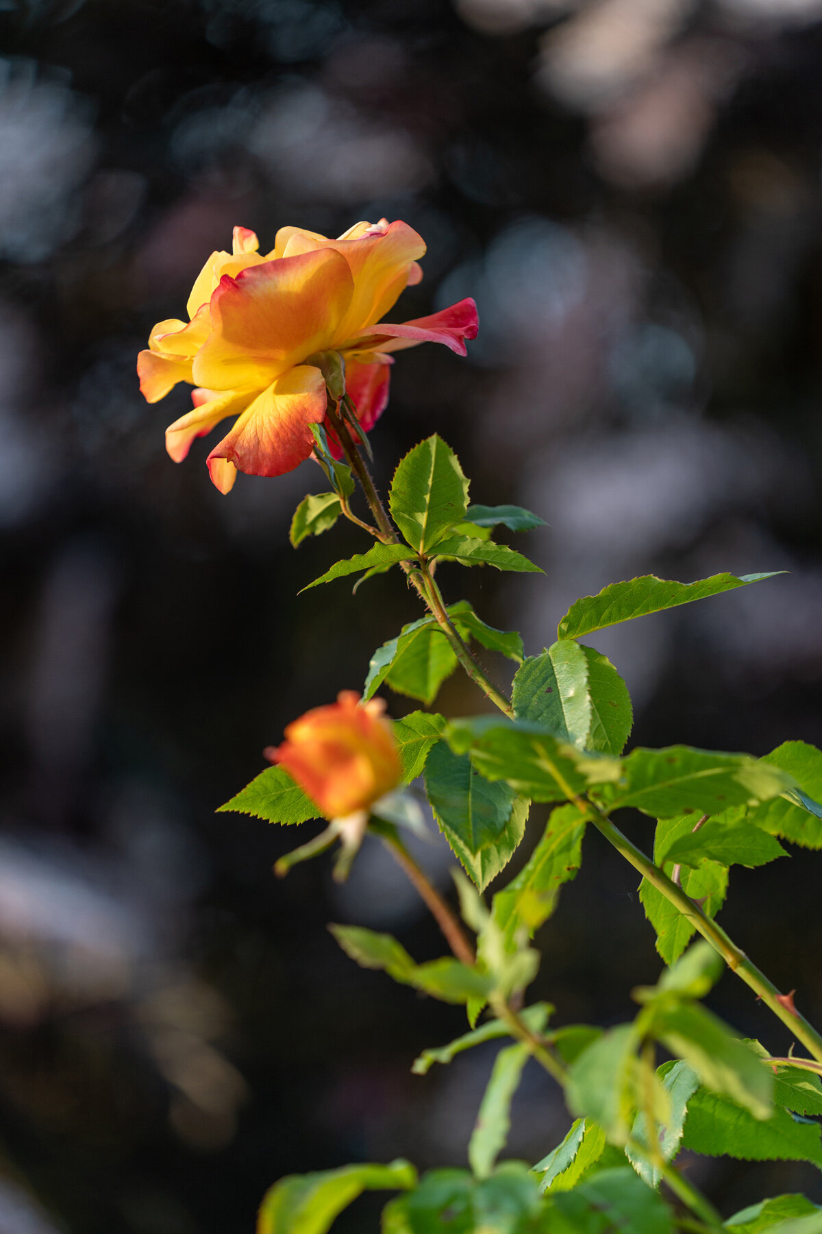 Photographyby Wasim Oakwood Gardens Hillsboro Oregon Spring2020