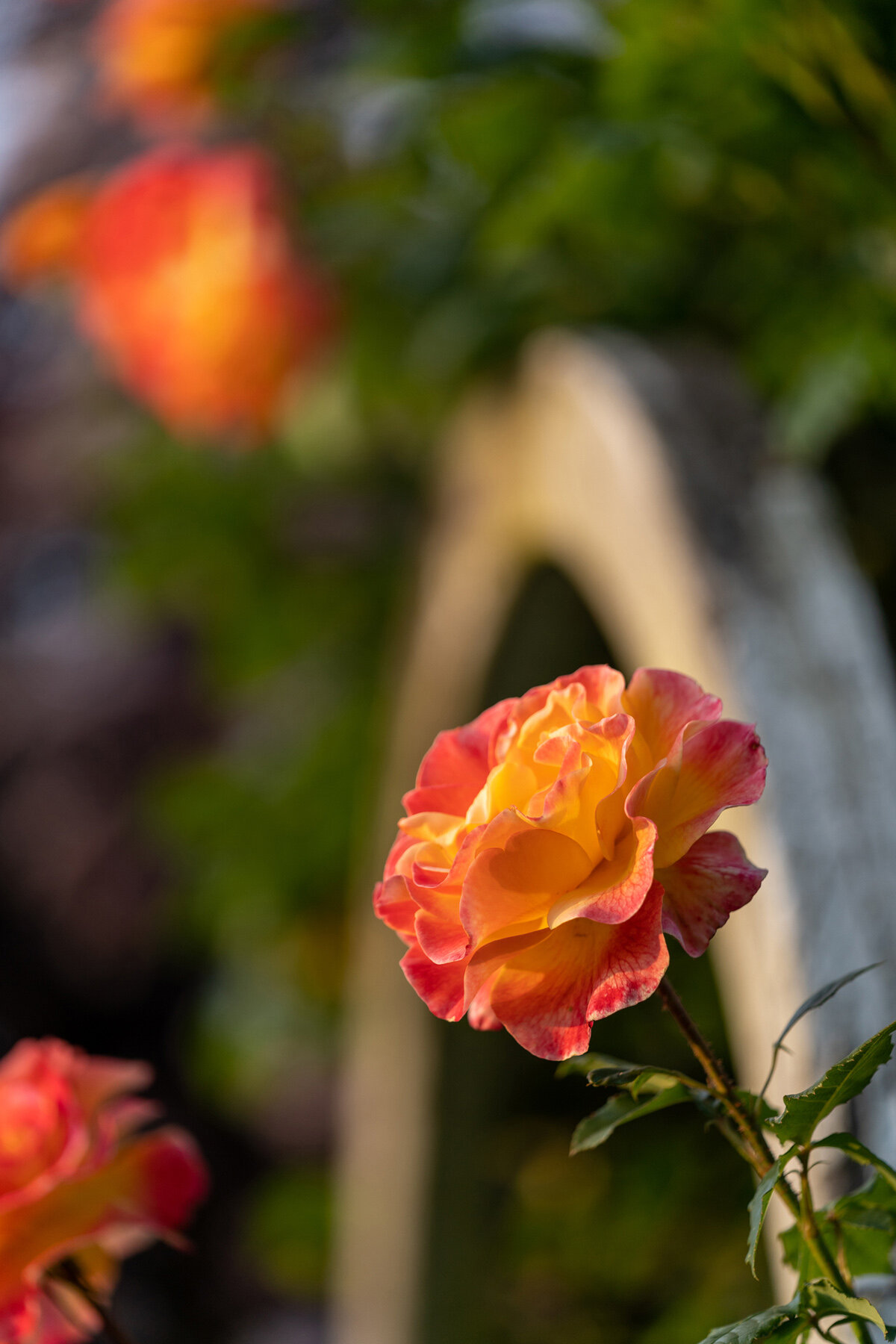 Photographyby Wasim Oakwood Gardens Hillsboro Oregon Spring2020