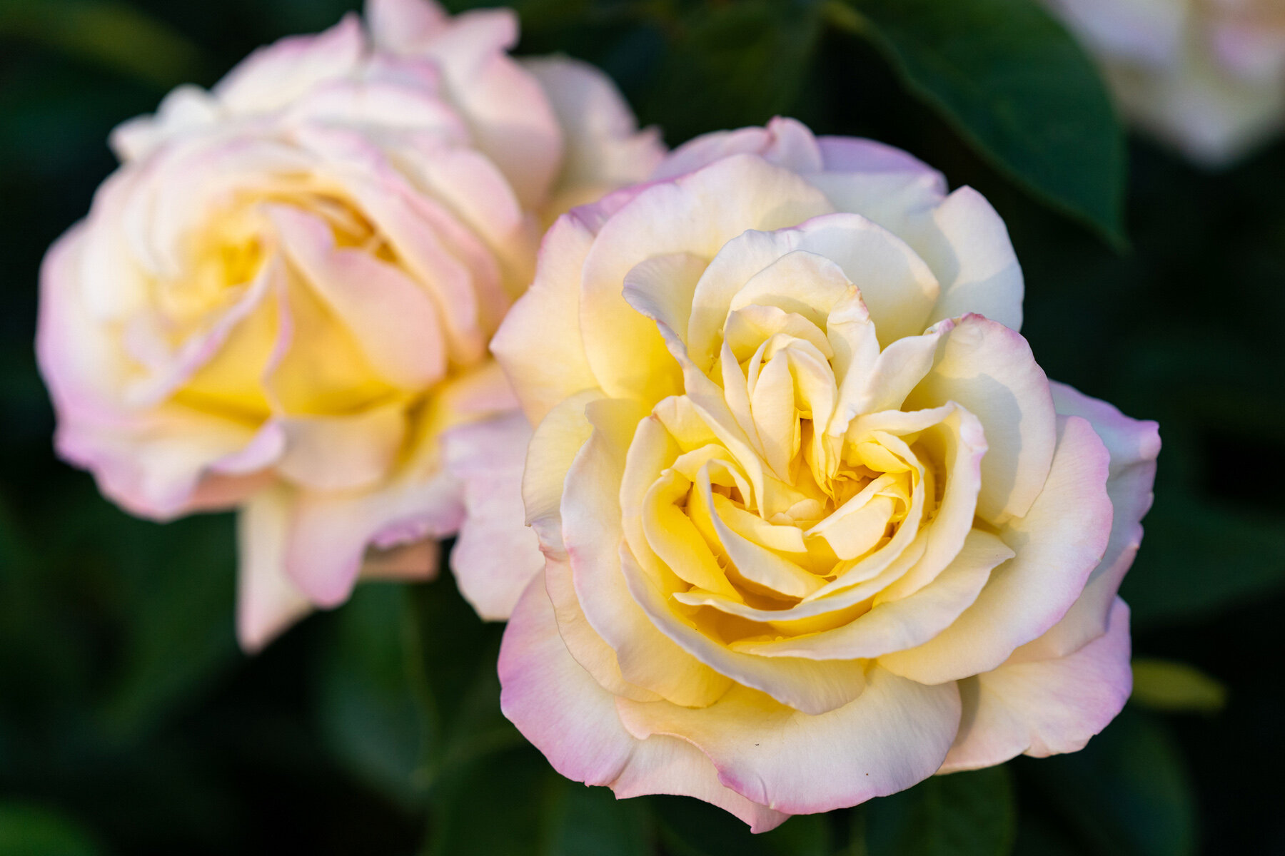 Photographyby Wasim Oakwood Gardens Hillsboro Oregon Spring2020