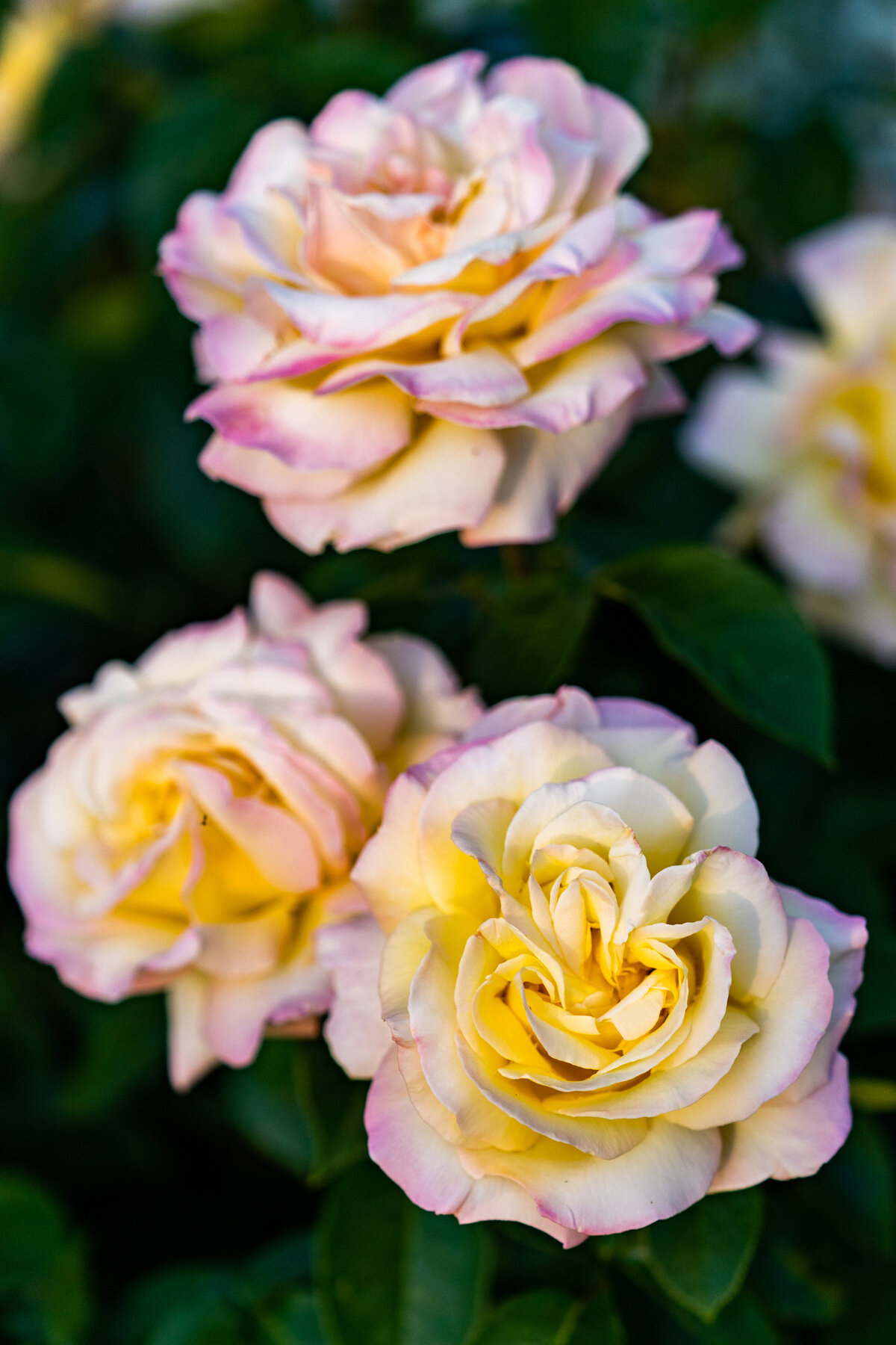 Photographyby Wasim Oakwood Gardens Hillsboro Oregon Spring2020