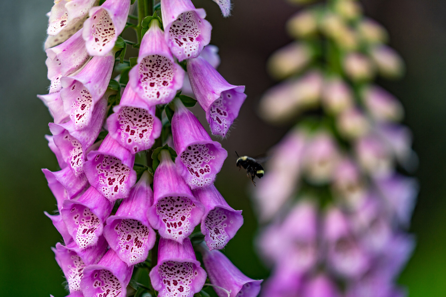 Photographyby Wasim Oakwood Gardens Hillsboro Oregon Spring2020