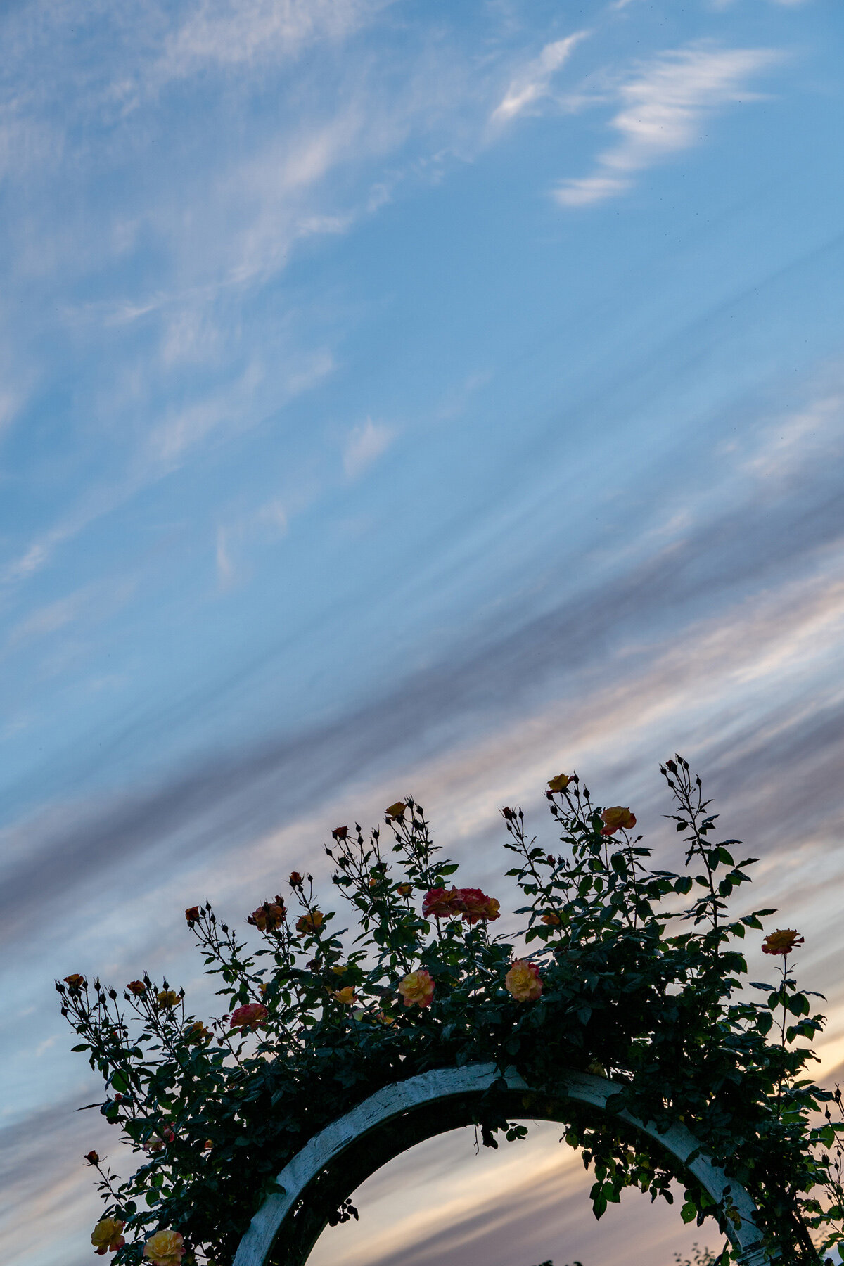 Photographyby Wasim Oakwood Gardens Hillsboro Oregon Spring2020