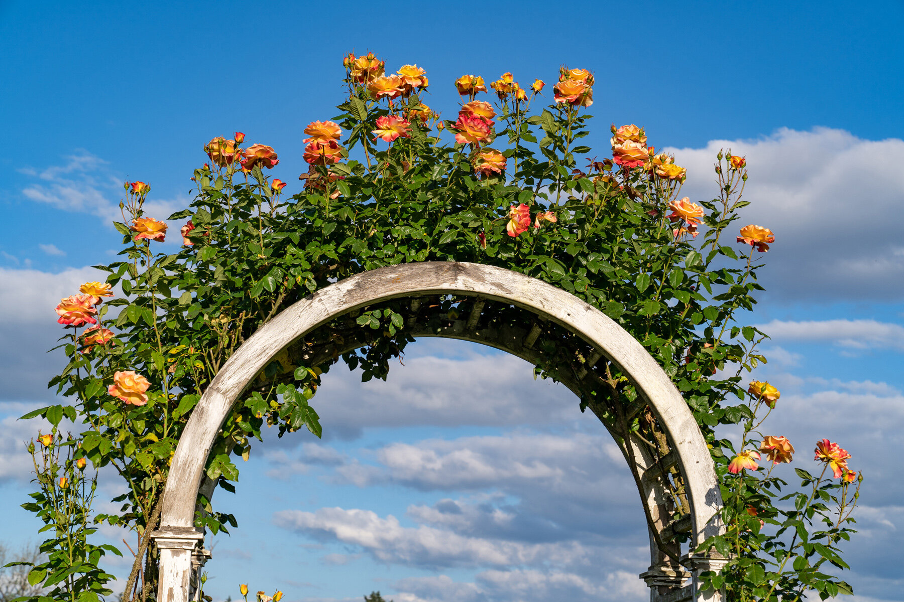 Photographyby Wasim Oakwood Gardens Hillsboro Oregon Spring2020