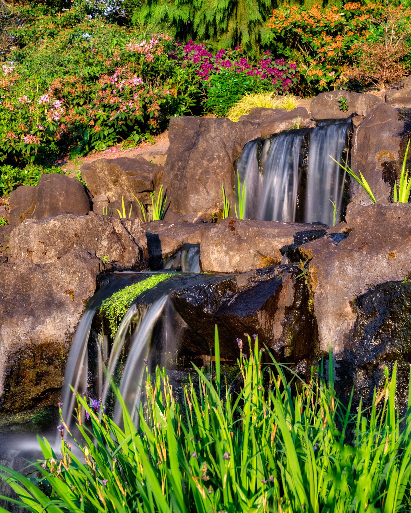 Photographyby Wasim Oakwood Gardens Hillsboro Oregon Spring2020
