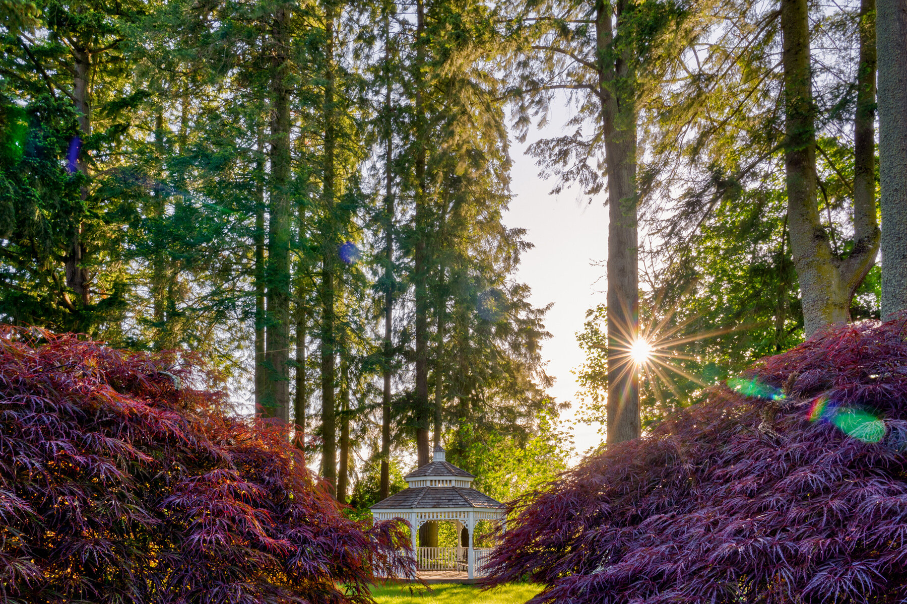 Photographyby Wasim Oakwood Gardens Hillsboro Oregon Spring2020
