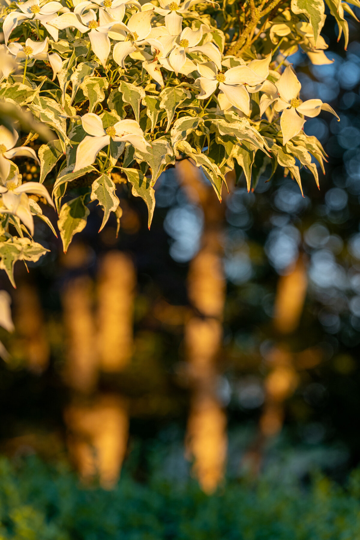 Photographyby Wasim Oakwood Gardens Hillsboro Oregon Spring2020