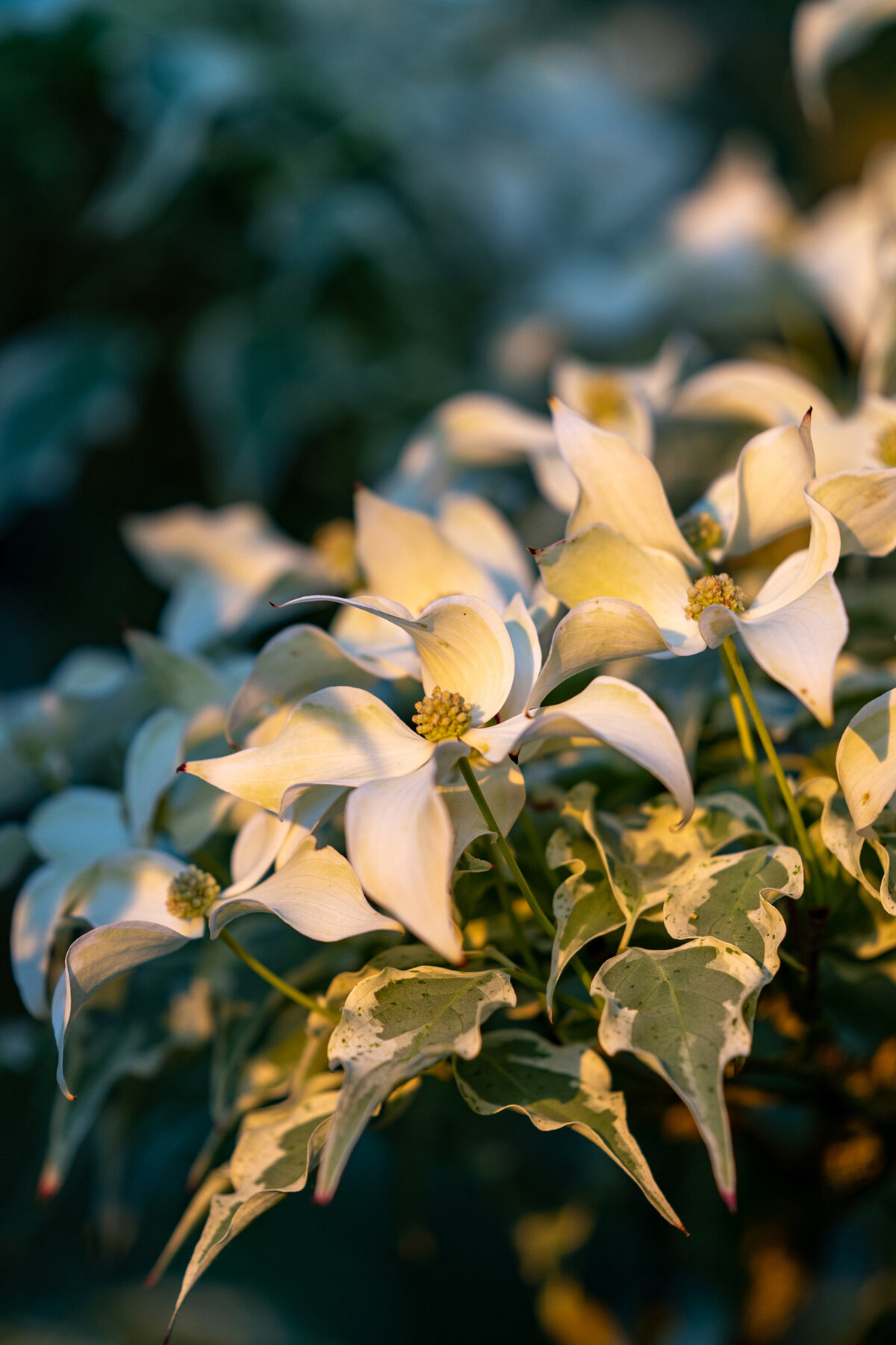 Photographyby Wasim Oakwood Gardens Hillsboro Oregon Spring2020