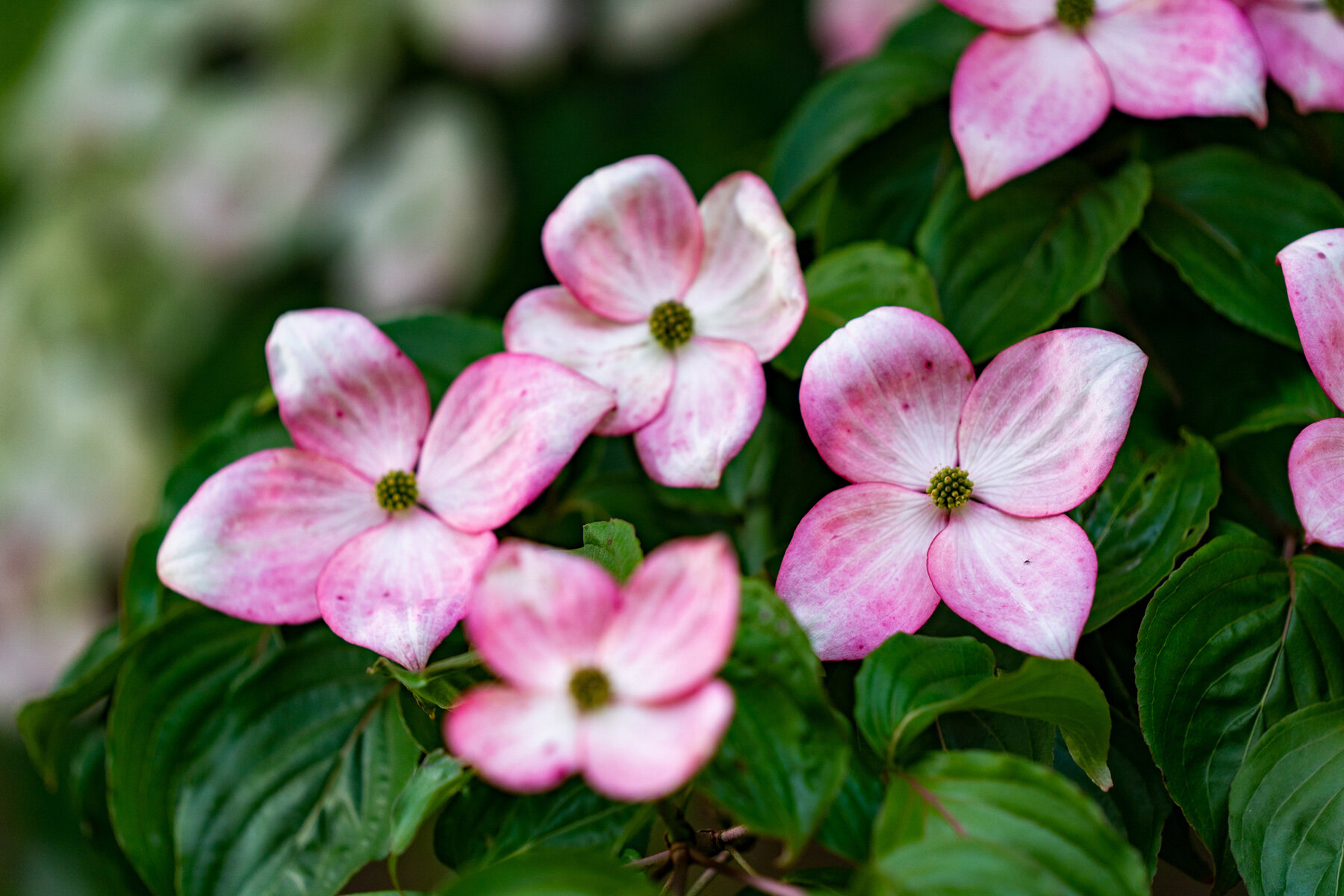 Photographyby Wasim Oakwood Gardens Hillsboro Oregon Spring2020