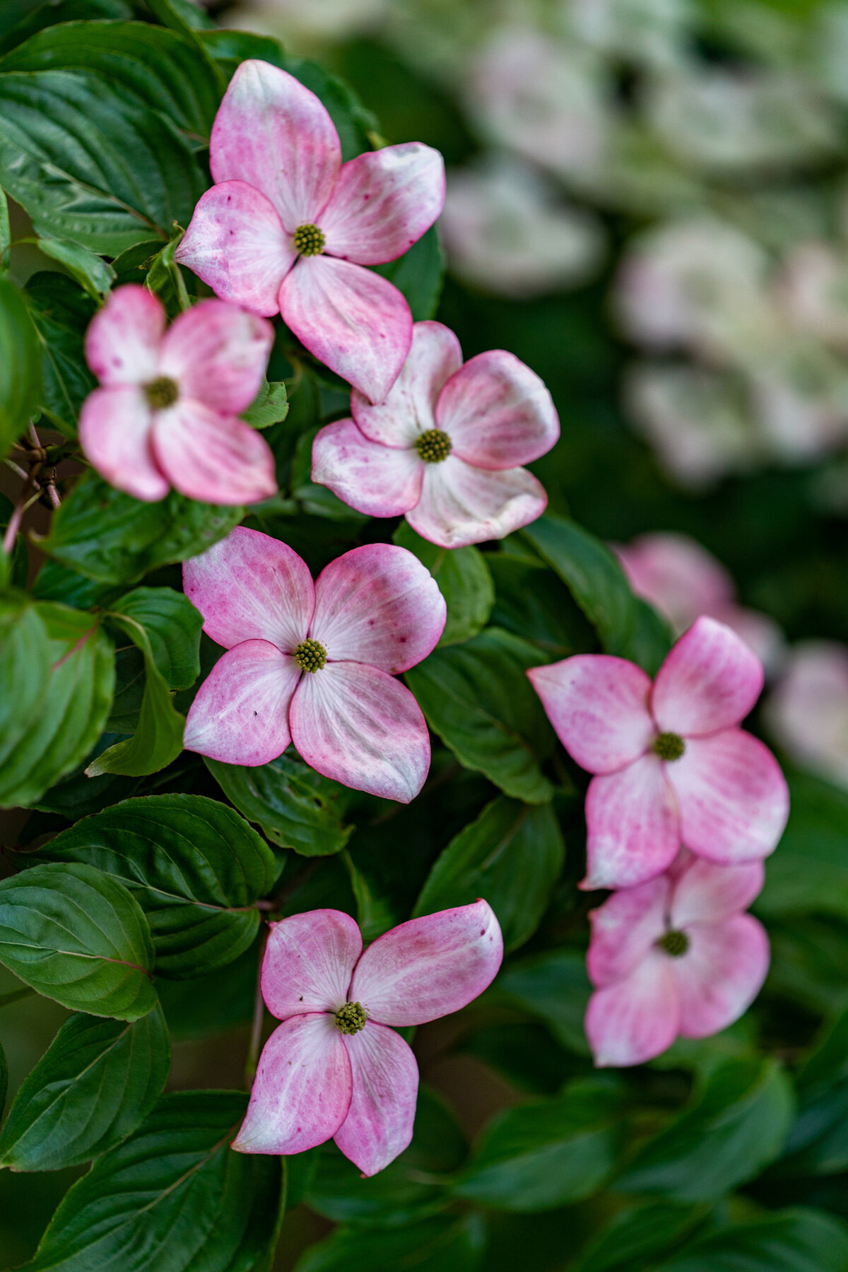 Photographyby Wasim Oakwood Gardens Hillsboro Oregon Spring2020