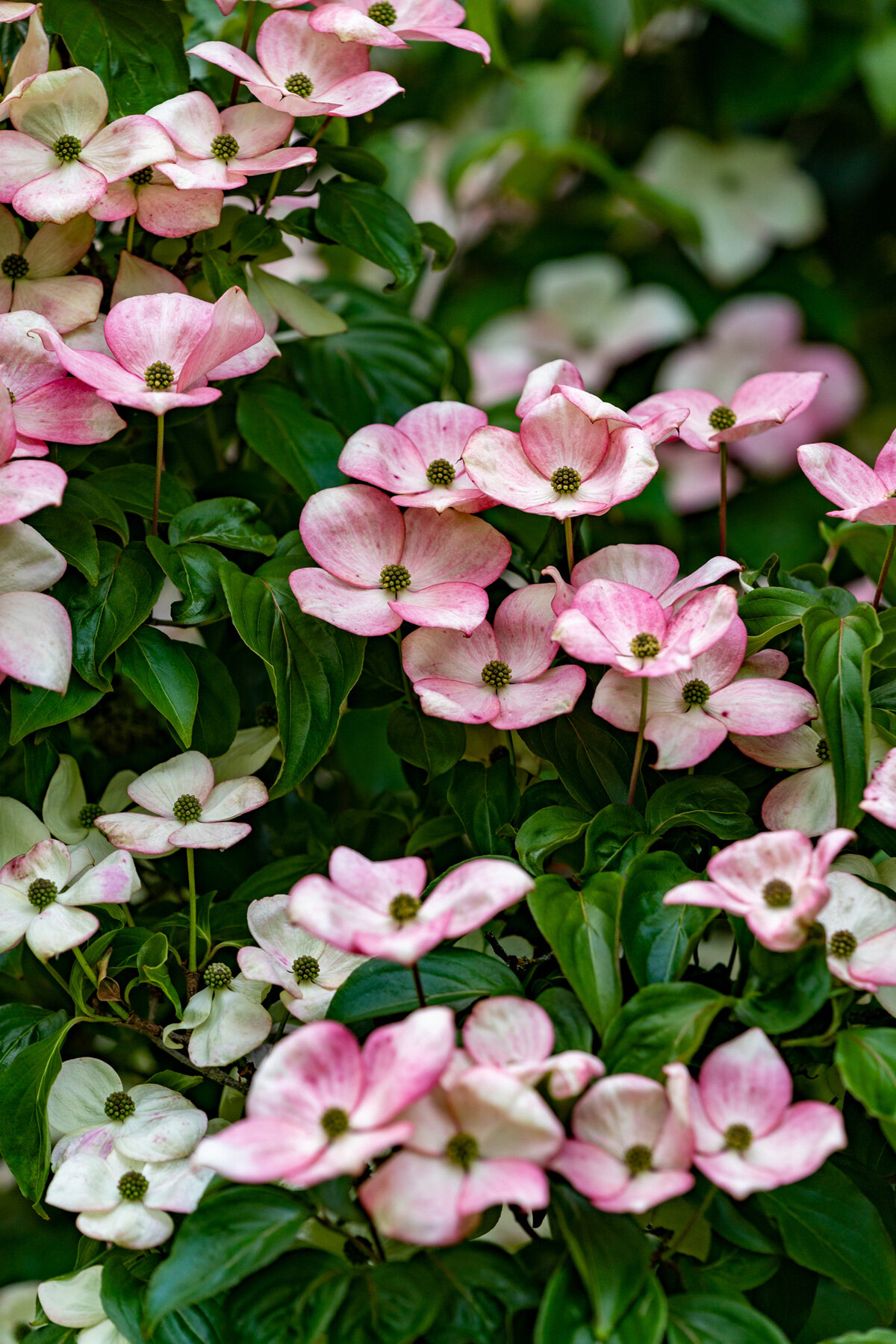Photographyby Wasim Oakwood Gardens Hillsboro Oregon Spring2020