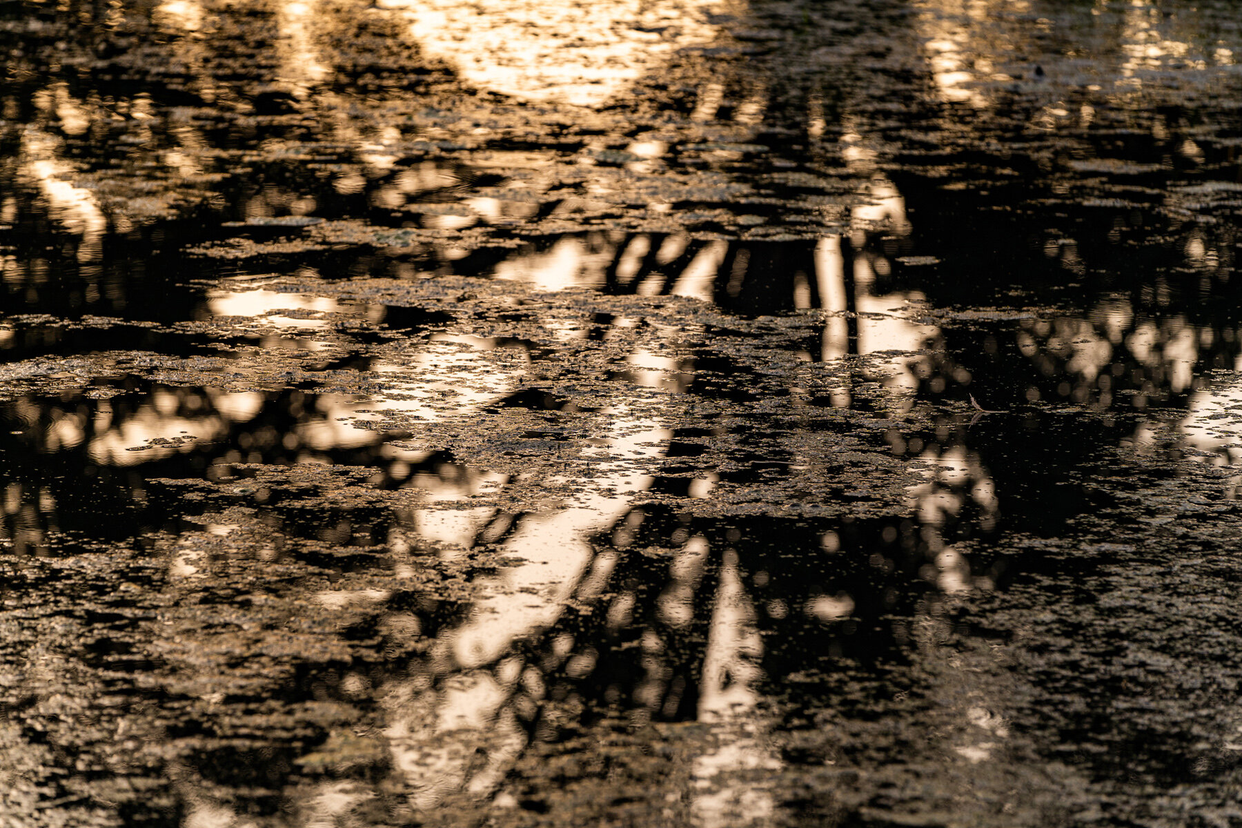 Photographyby Wasim Oakwood Gardens Hillsboro Oregon Spring2020