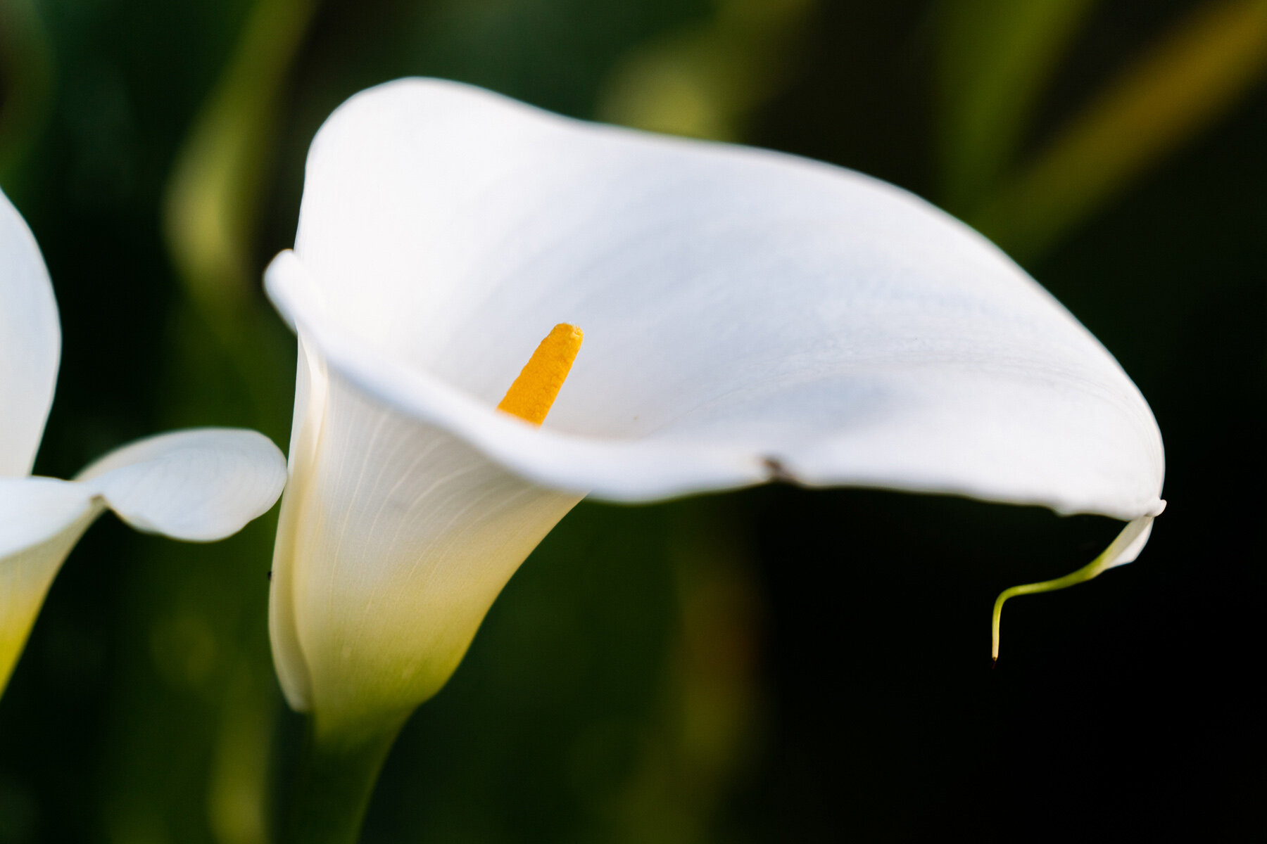 Photographyby Wasim Oakwood Gardens Hillsboro Oregon Spring2020