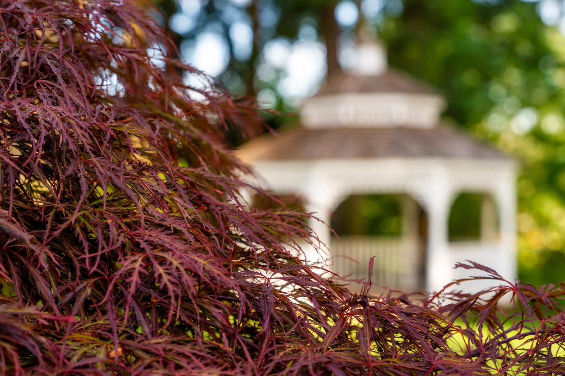 Photographyby Wasim Oakwood Gardens Hillsboro Oregon Spring2020