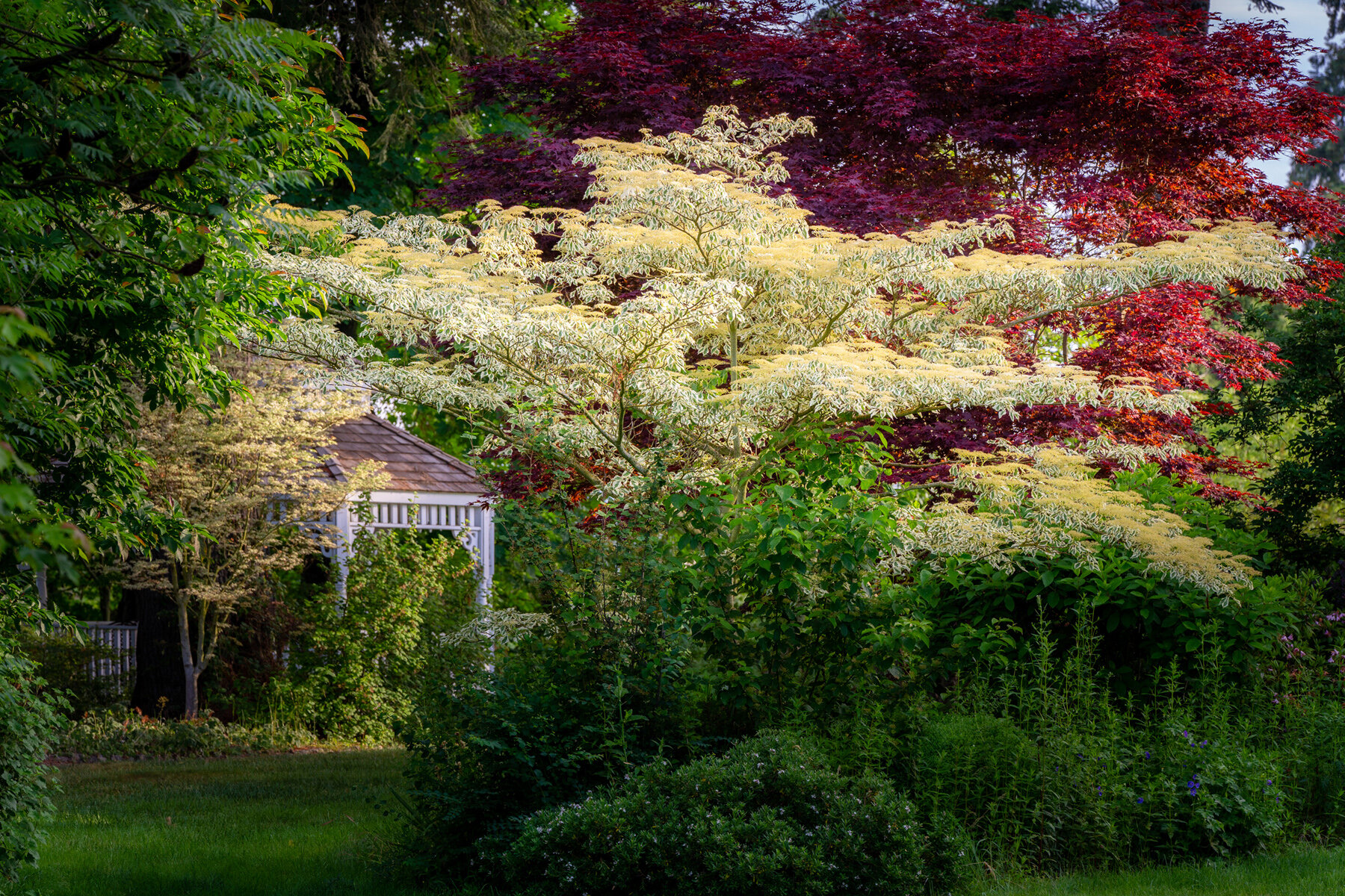 Photographyby Wasim Oakwood Gardens Hillsboro Oregon Spring2020