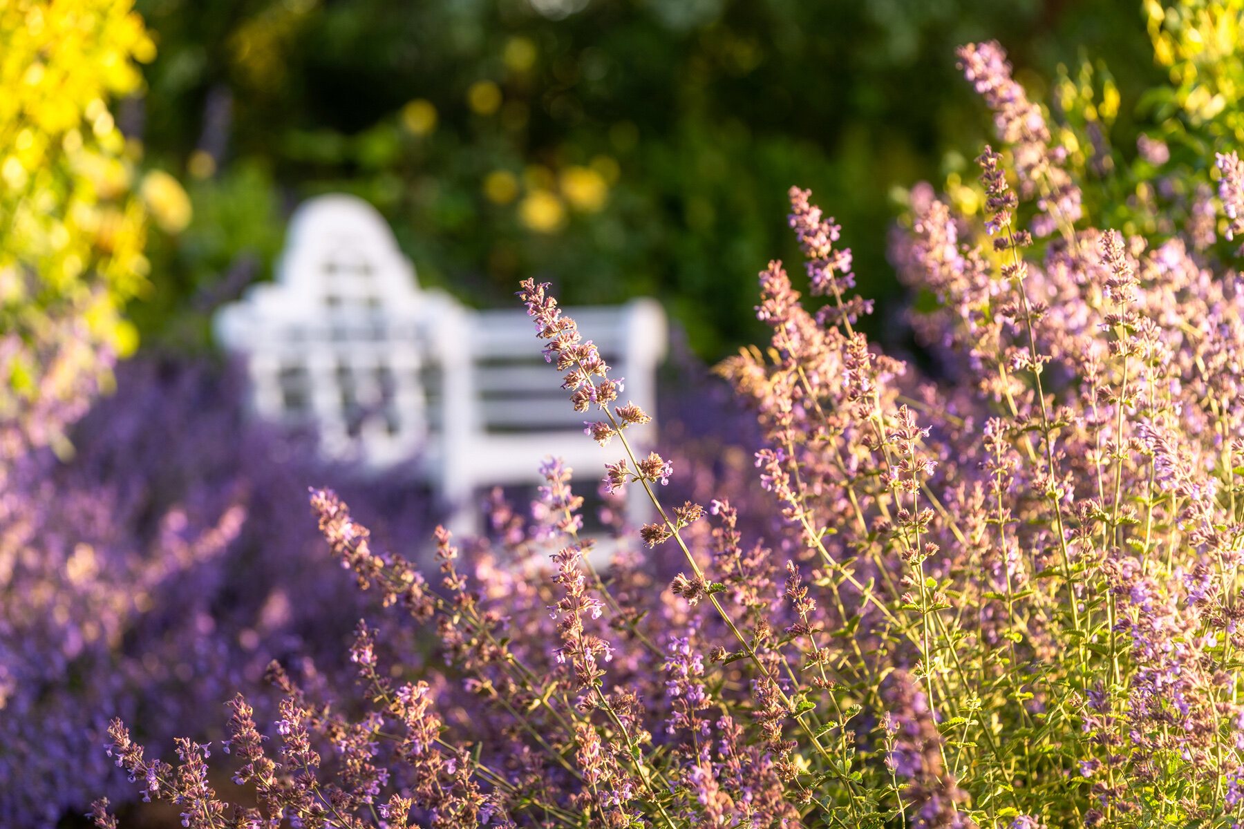 Photographyby Wasim Oakwood Gardens Hillsboro Oregon Spring2020