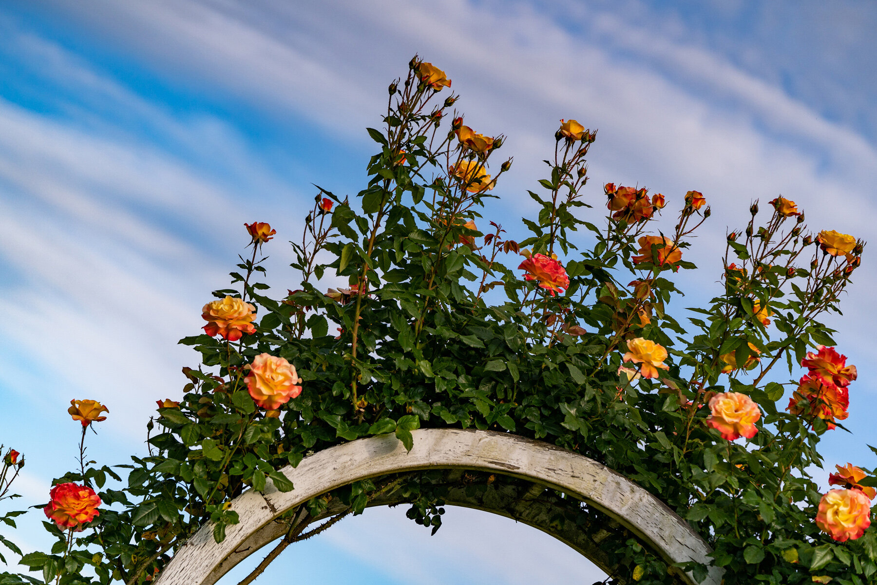 Photographyby Wasim Oakwood Gardens Hillsboro Oregon Spring2020