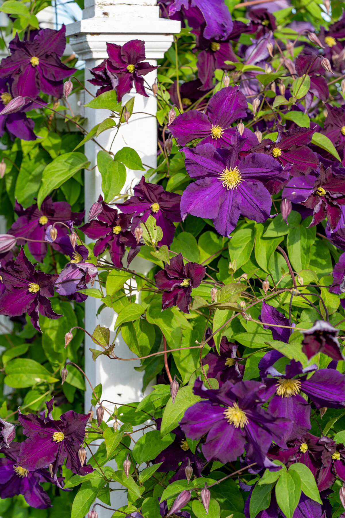 Photographyby Wasim Oakwood Gardens Hillsboro Oregon Spring2020