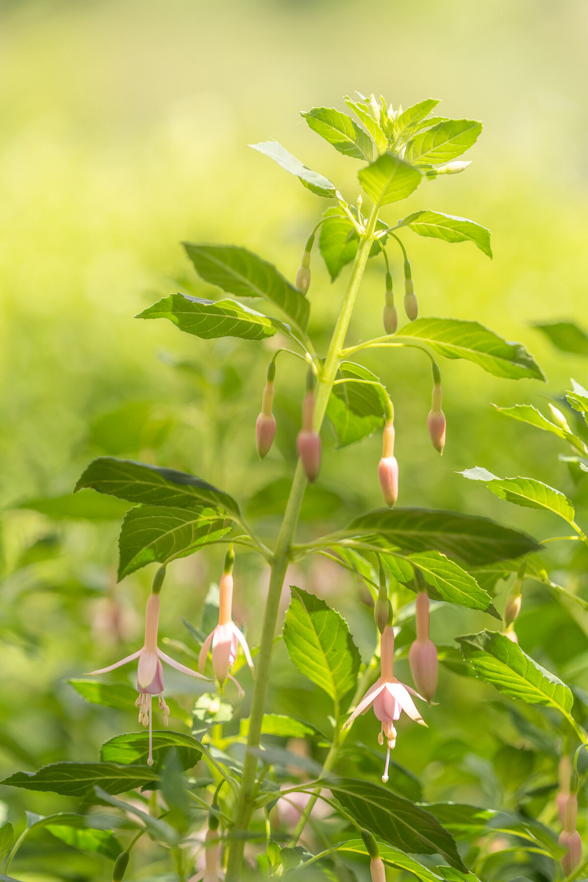 Photographyby Wasim Oakwood Gardens Hillsboro Oregon Spring2020