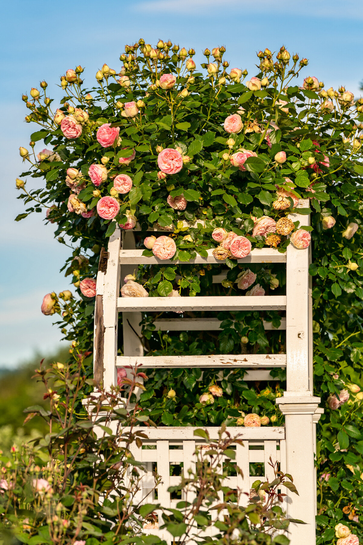 Photographyby Wasim Oakwood Gardens Hillsboro Oregon Spring2020