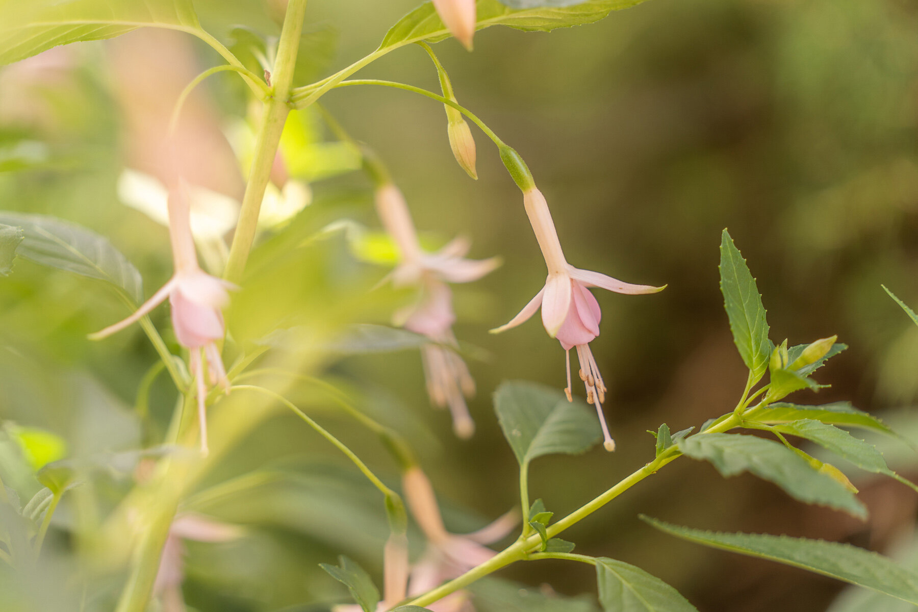 Photographyby Wasim Oakwood Gardens Hillsboro Oregon Spring2020