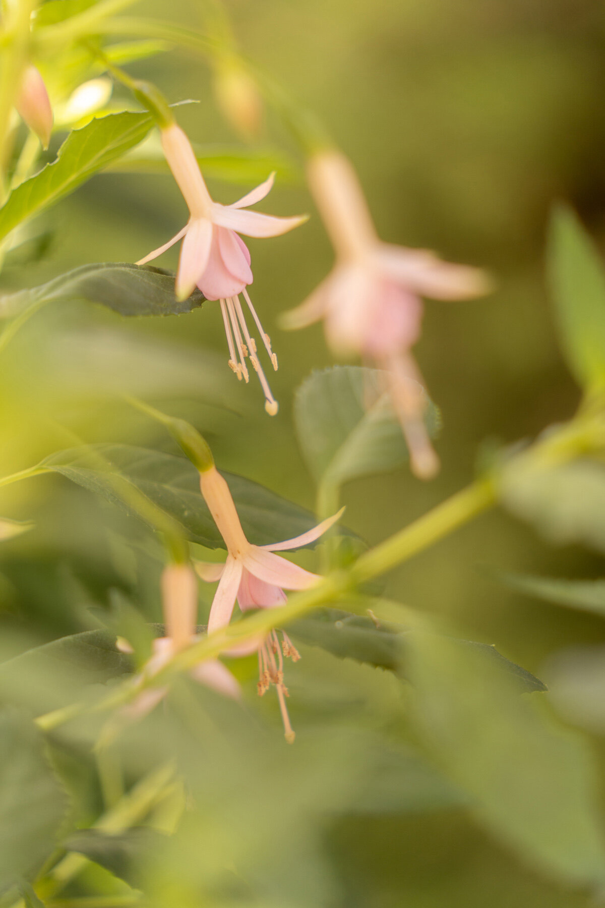 Photographyby Wasim Oakwood Gardens Hillsboro Oregon Spring2020