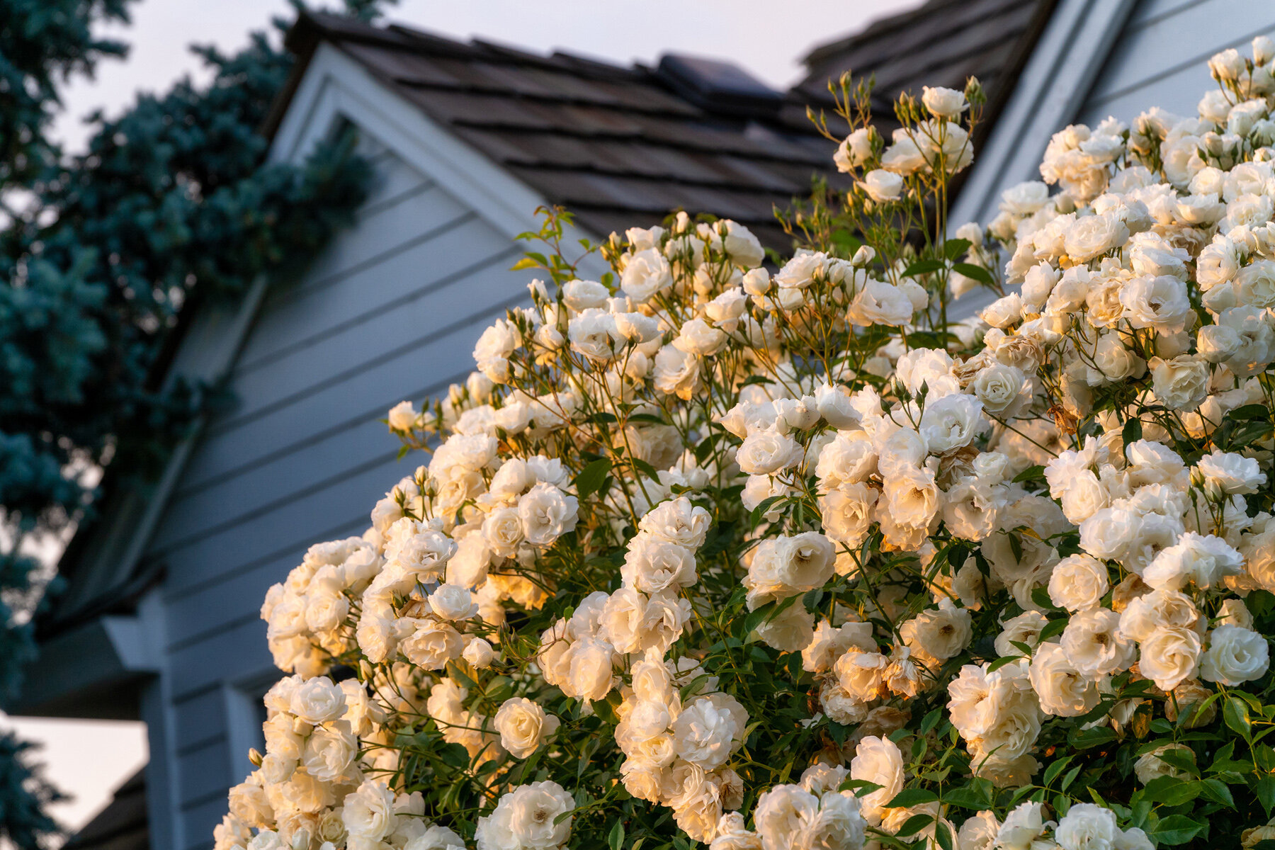Photographyby Wasim Oakwood Gardens Hillsboro Oregon Spring2020