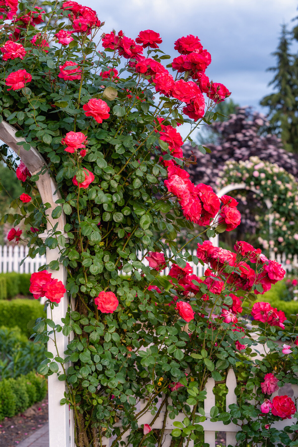 Photographyby Wasim Oakwood Gardens Hillsboro Oregon Spring2020