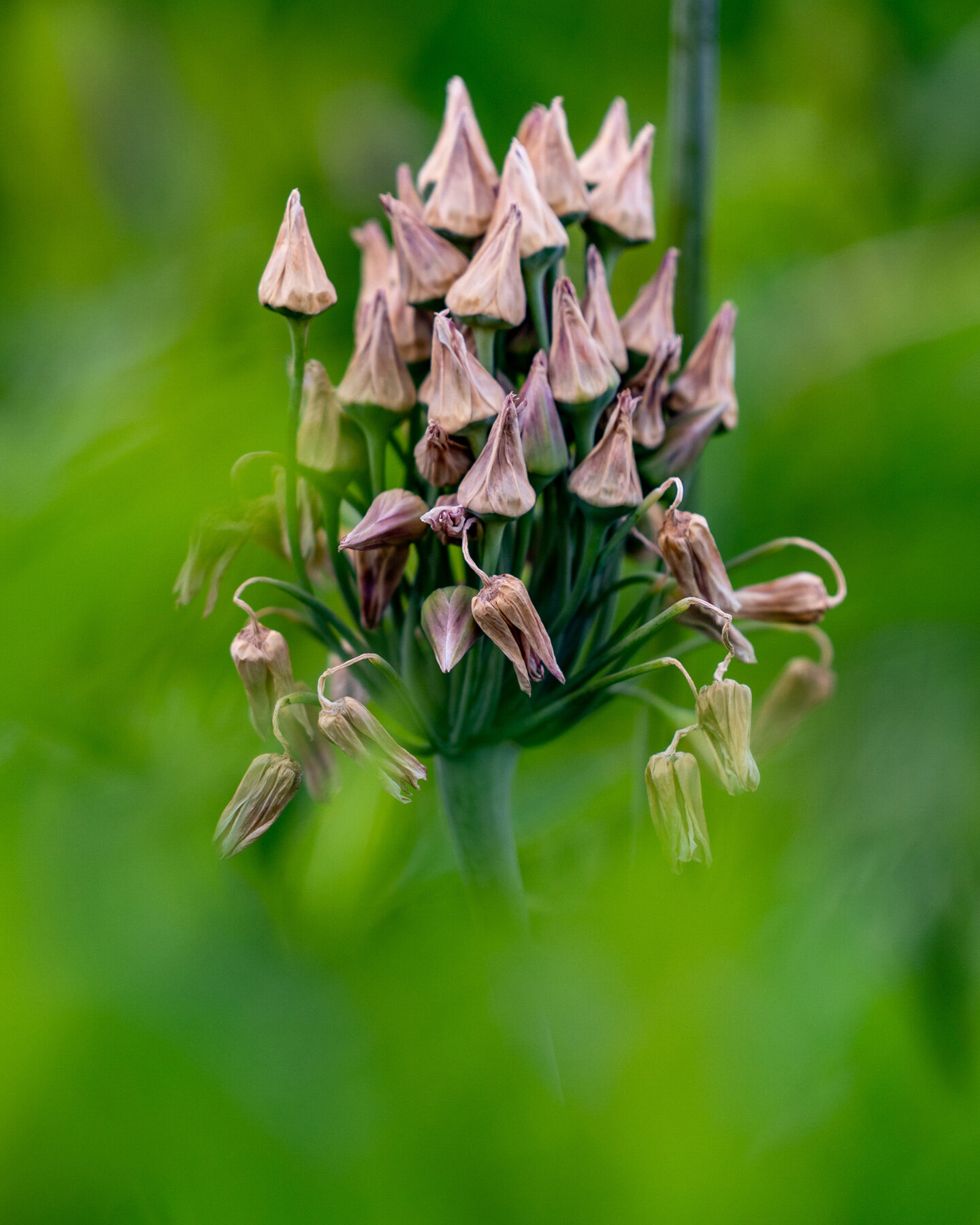 Photographyby Wasim Oakwood Gardens Hillsboro Oregon Spring2020