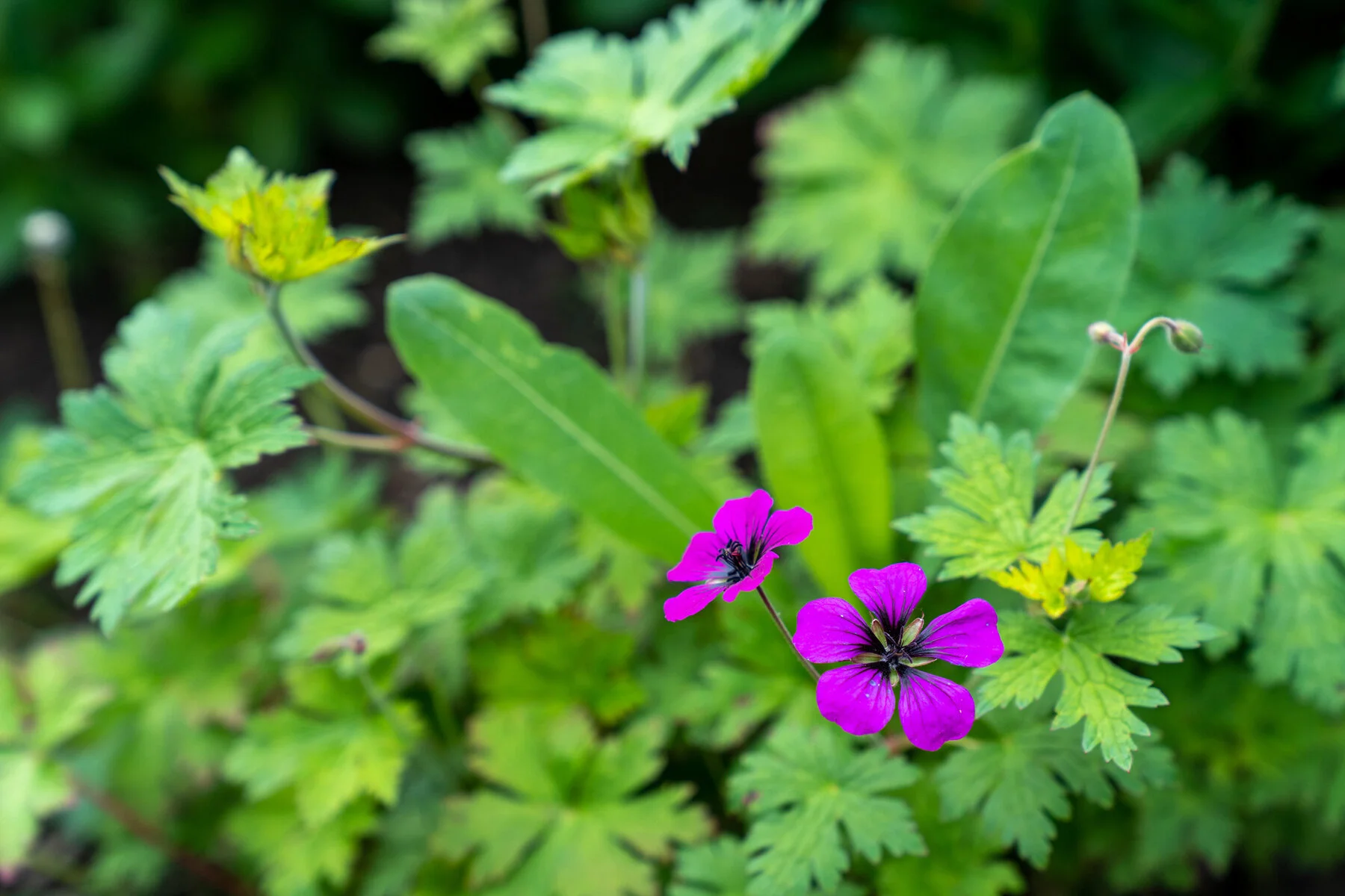 Photographyby Wasim Oakwood Gardens Hillsboro Oregon Spring2020