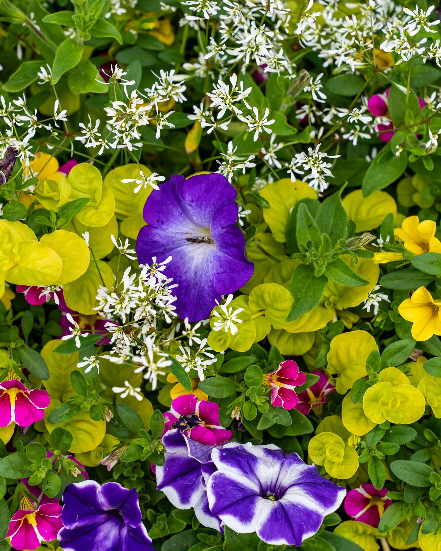 Photographyby Wasim Oakwood Gardens Hillsboro Oregon Spring2020