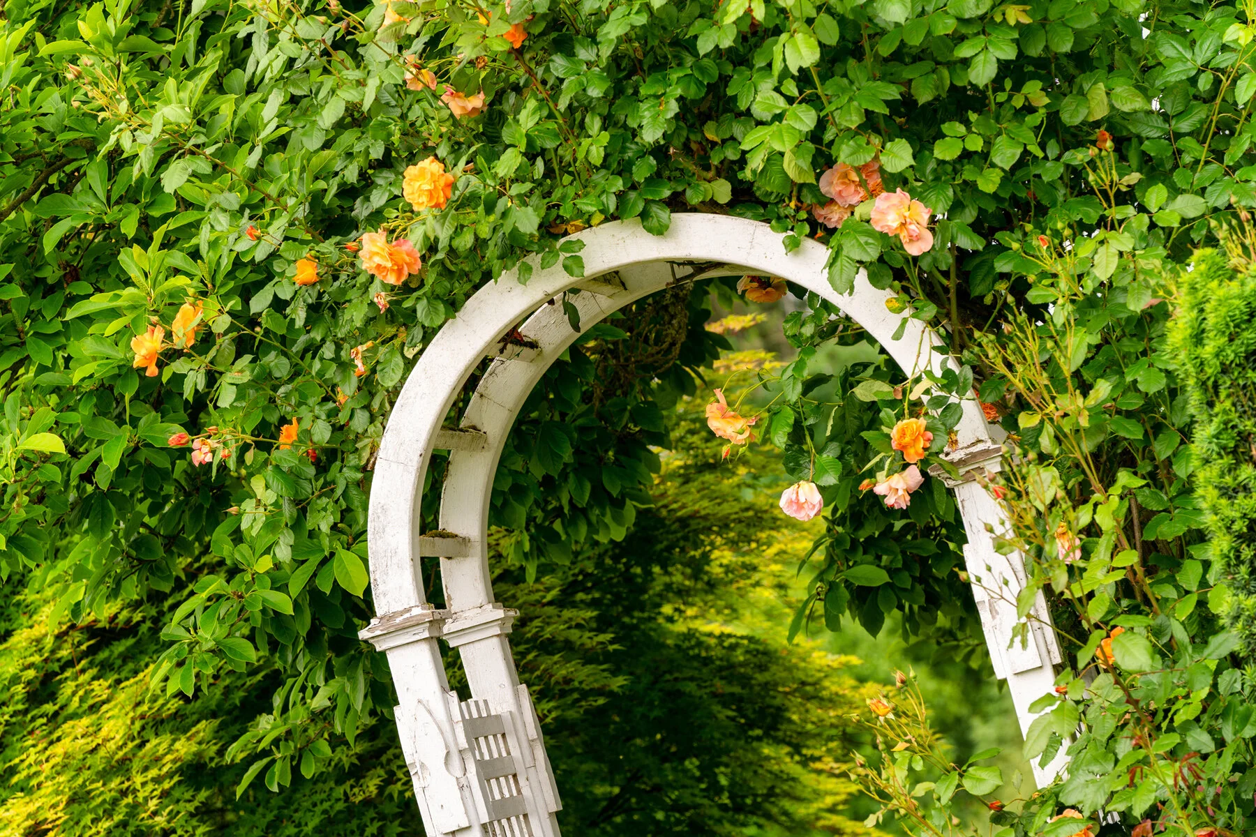 Photographyby Wasim Oakwood Gardens Hillsboro Oregon Spring2020