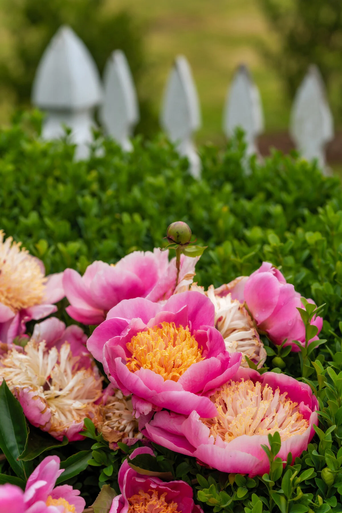 Photographyby Wasim Oakwood Gardens Hillsboro Oregon Spring2020