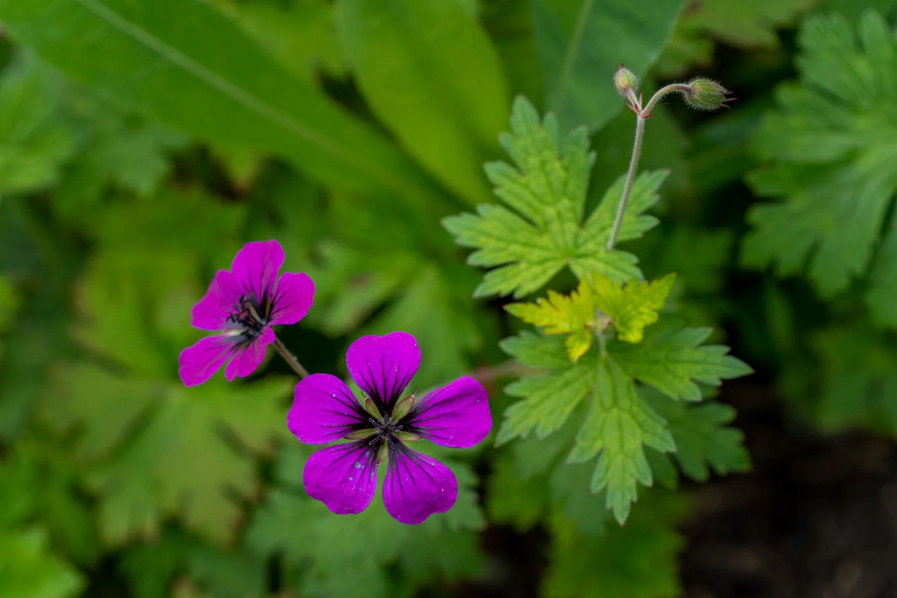 Photographyby Wasim Oakwood Gardens Hillsboro Oregon Spring2020