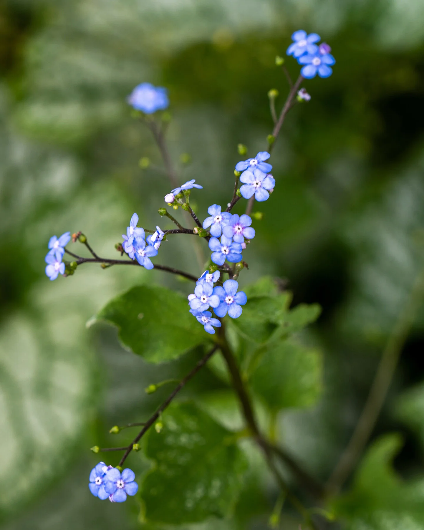 Photographyby Wasim Oakwood Gardens Hillsboro Oregon Spring2020