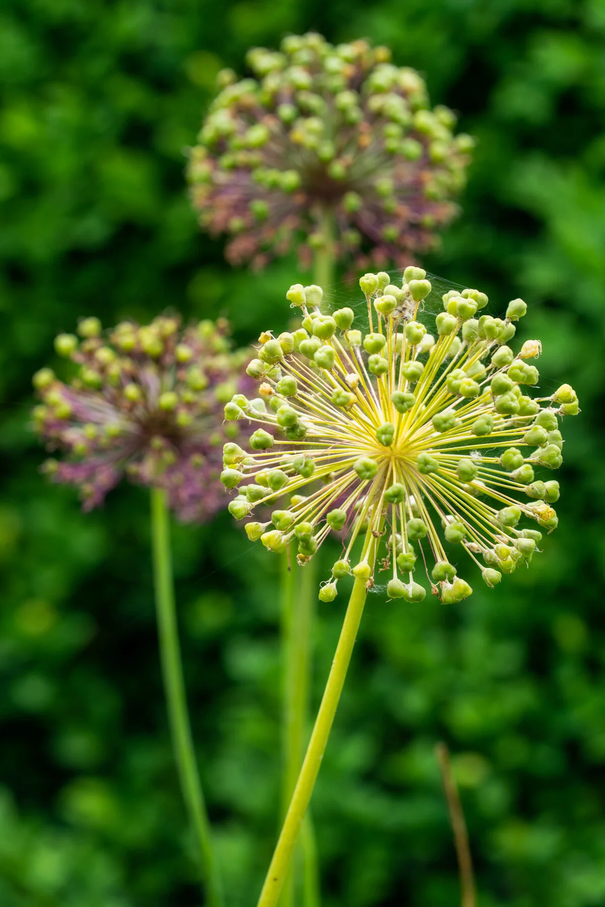 Photographyby Wasim Oakwood Gardens Hillsboro Oregon Spring2020