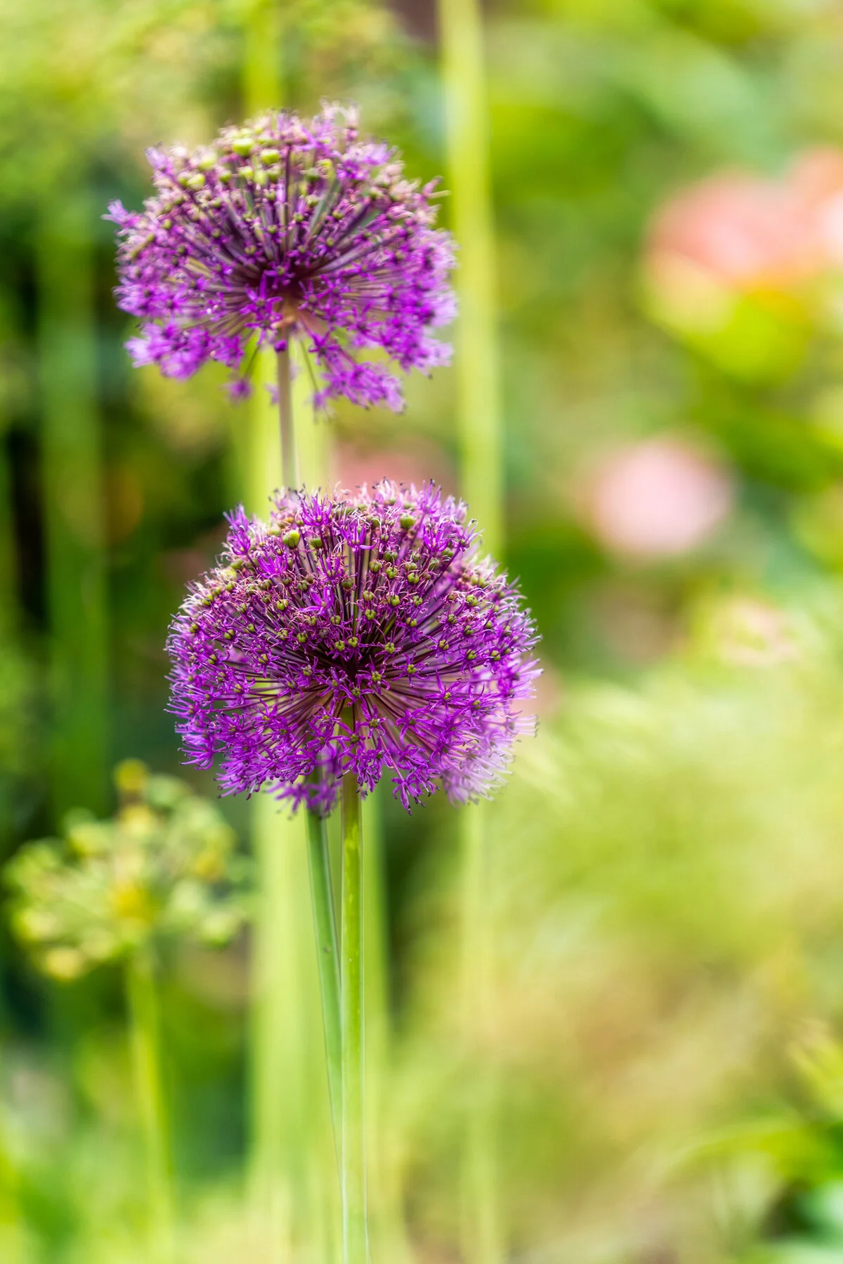 Photographyby Wasim Oakwood Gardens Hillsboro Oregon Spring2020