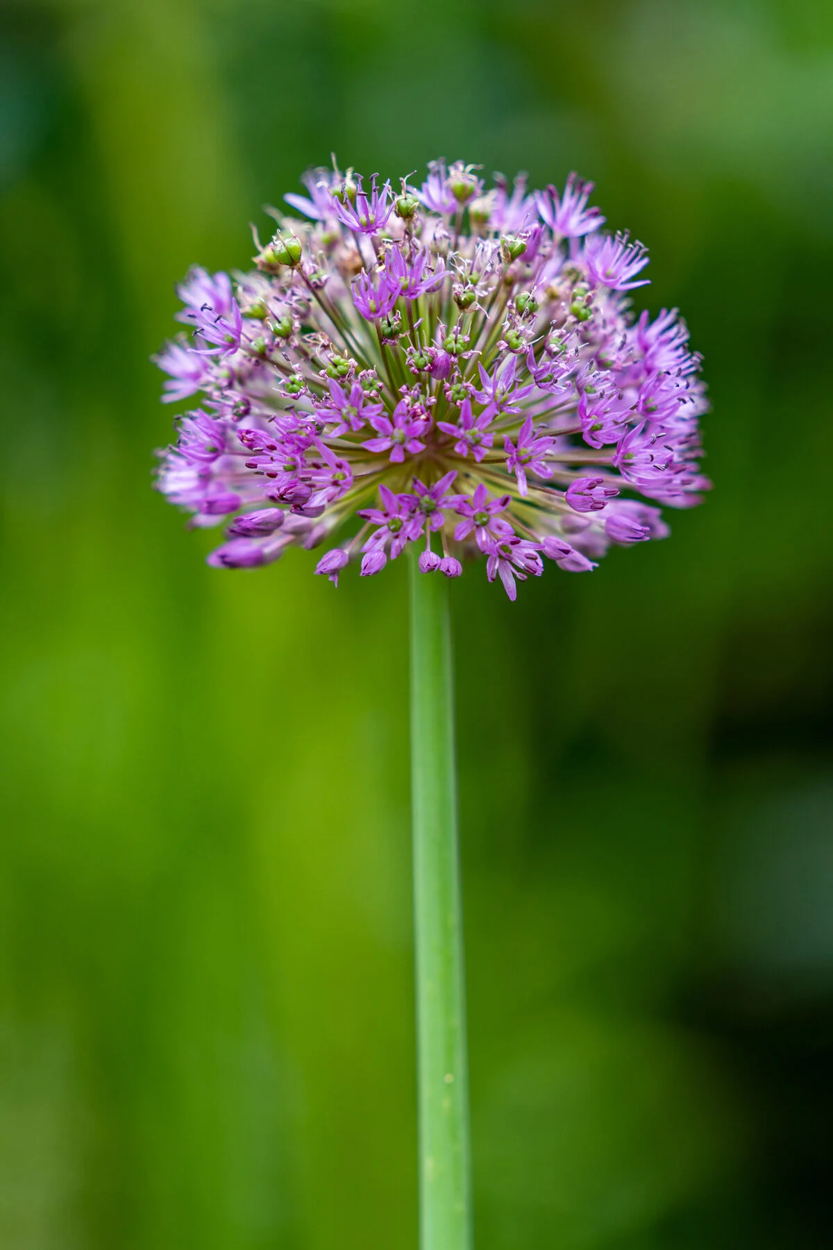 Photographyby Wasim Oakwood Gardens Hillsboro Oregon Spring2020