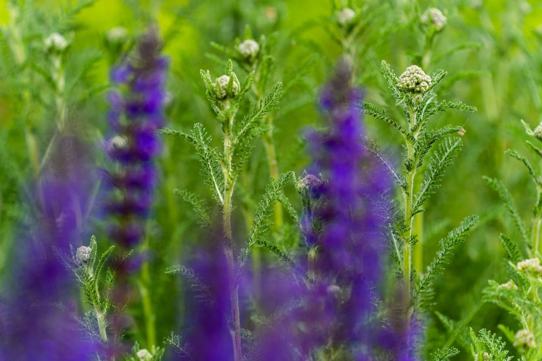 Photographyby Wasim Oakwood Gardens Hillsboro Oregon Spring2020