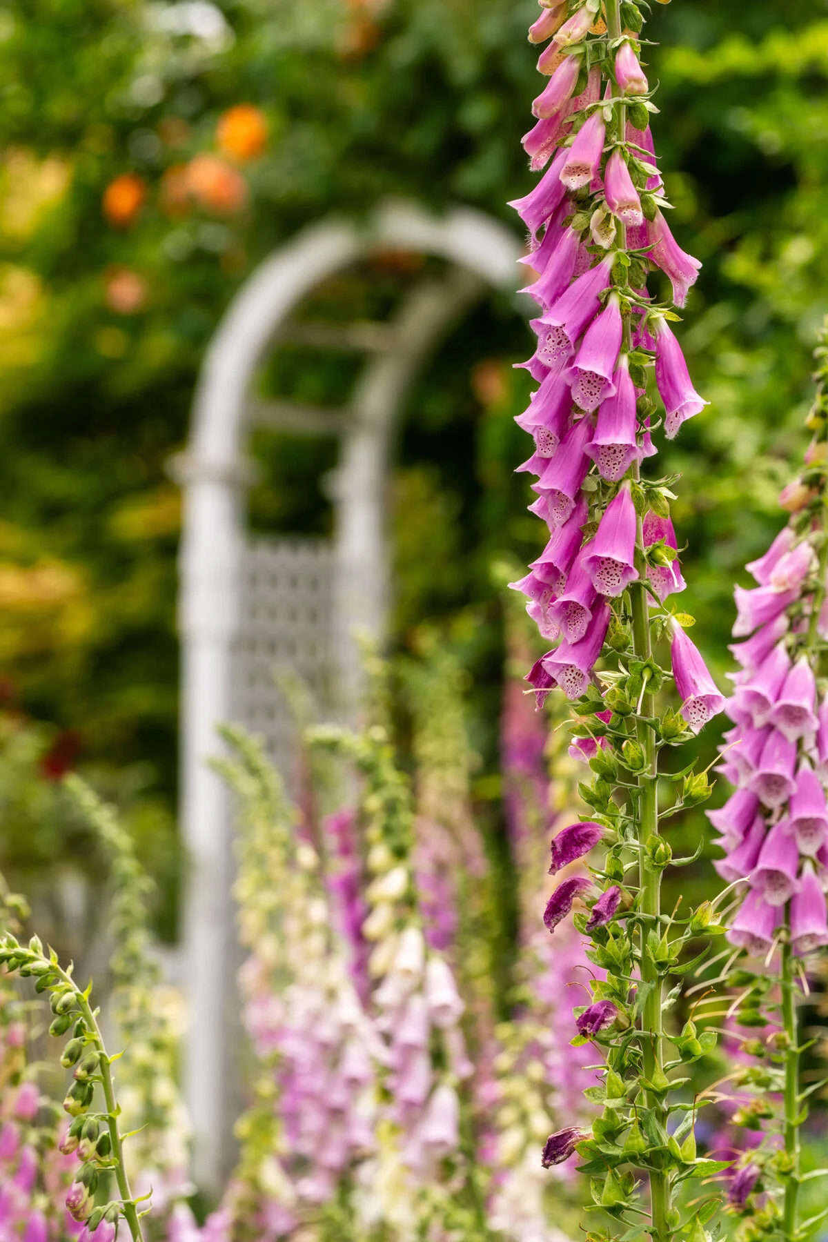 Photographyby Wasim Oakwood Gardens Hillsboro Oregon Spring2020