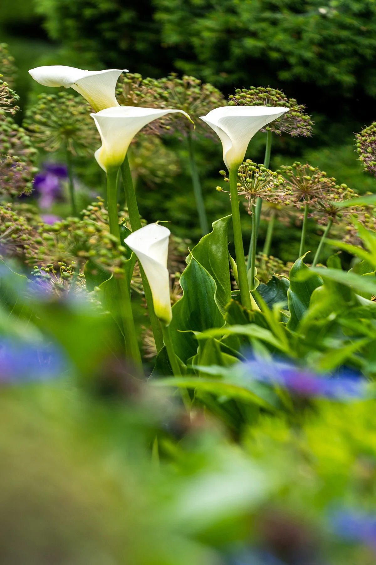 Photographyby Wasim Oakwood Gardens Hillsboro Oregon Spring2020