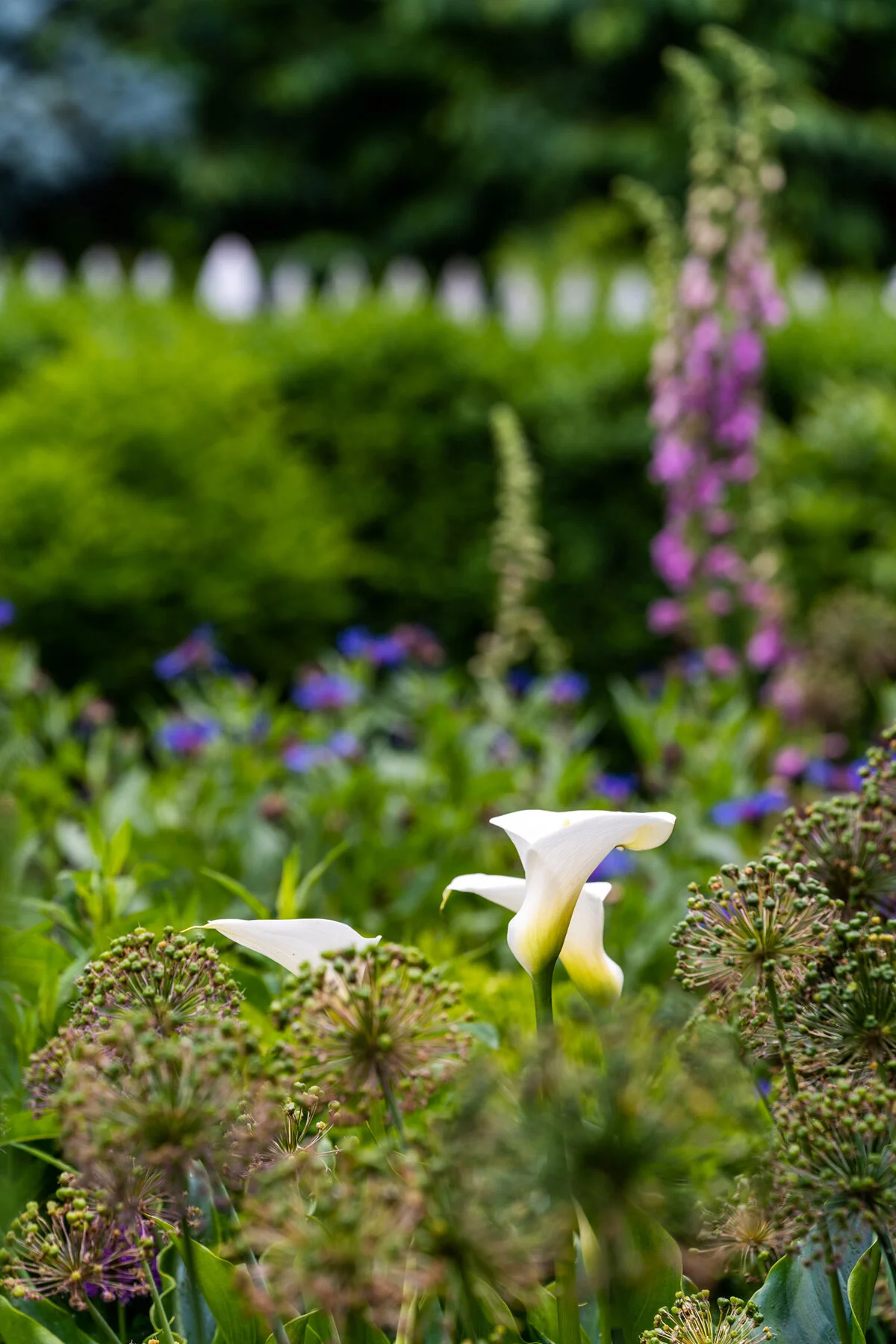 Photographyby Wasim Oakwood Gardens Hillsboro Oregon Spring2020