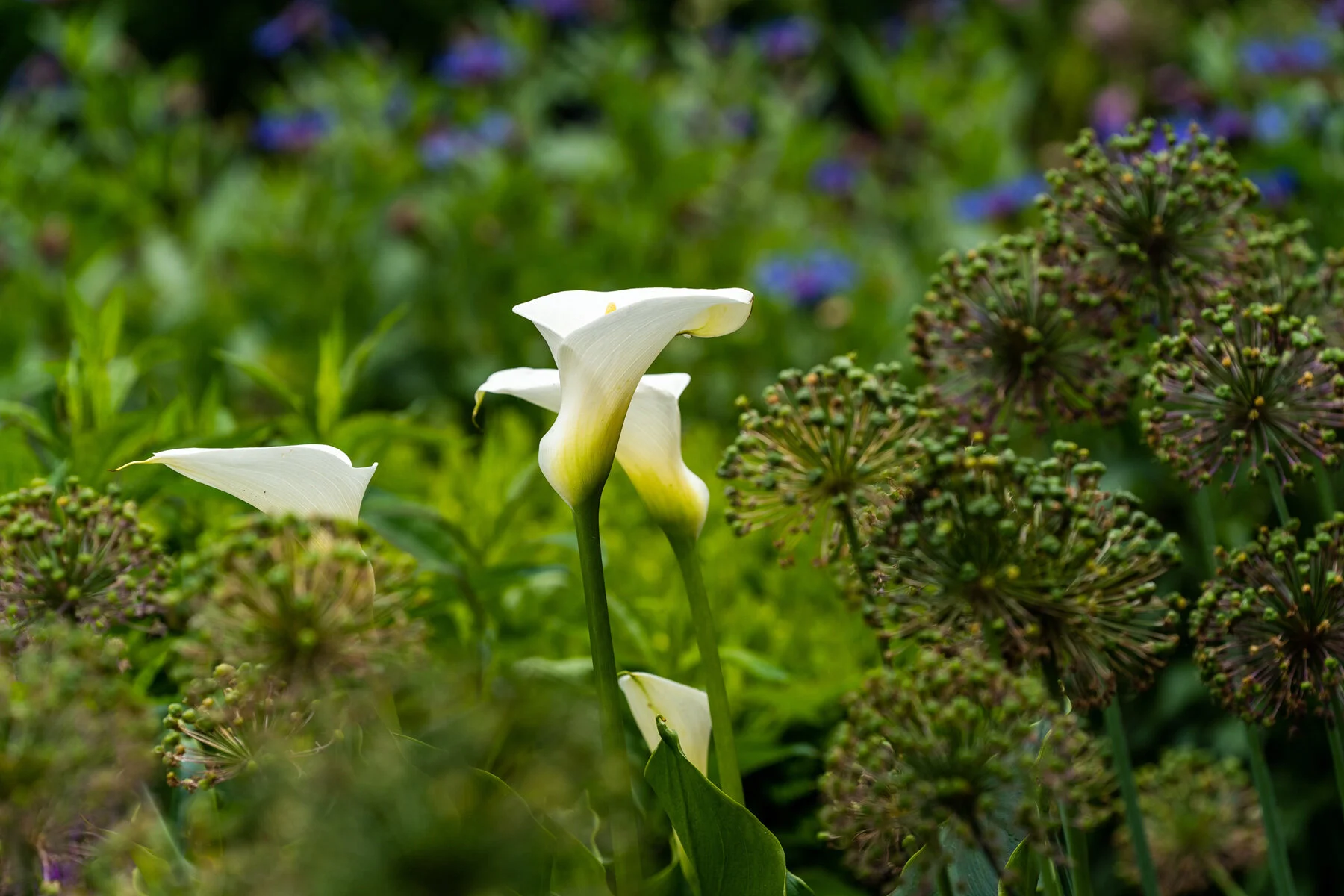 Photographyby Wasim Oakwood Gardens Hillsboro Oregon Spring2020