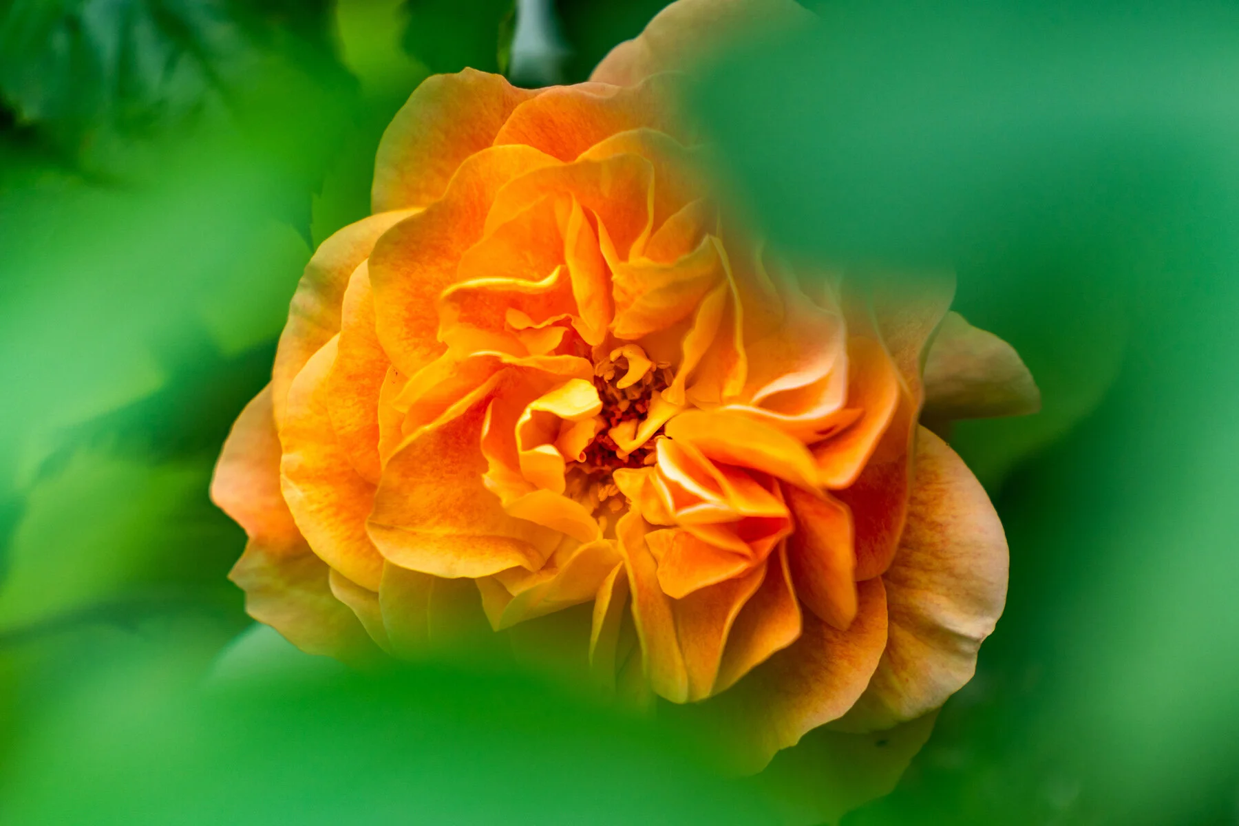 Photographyby Wasim Oakwood Gardens Hillsboro Oregon Spring2020