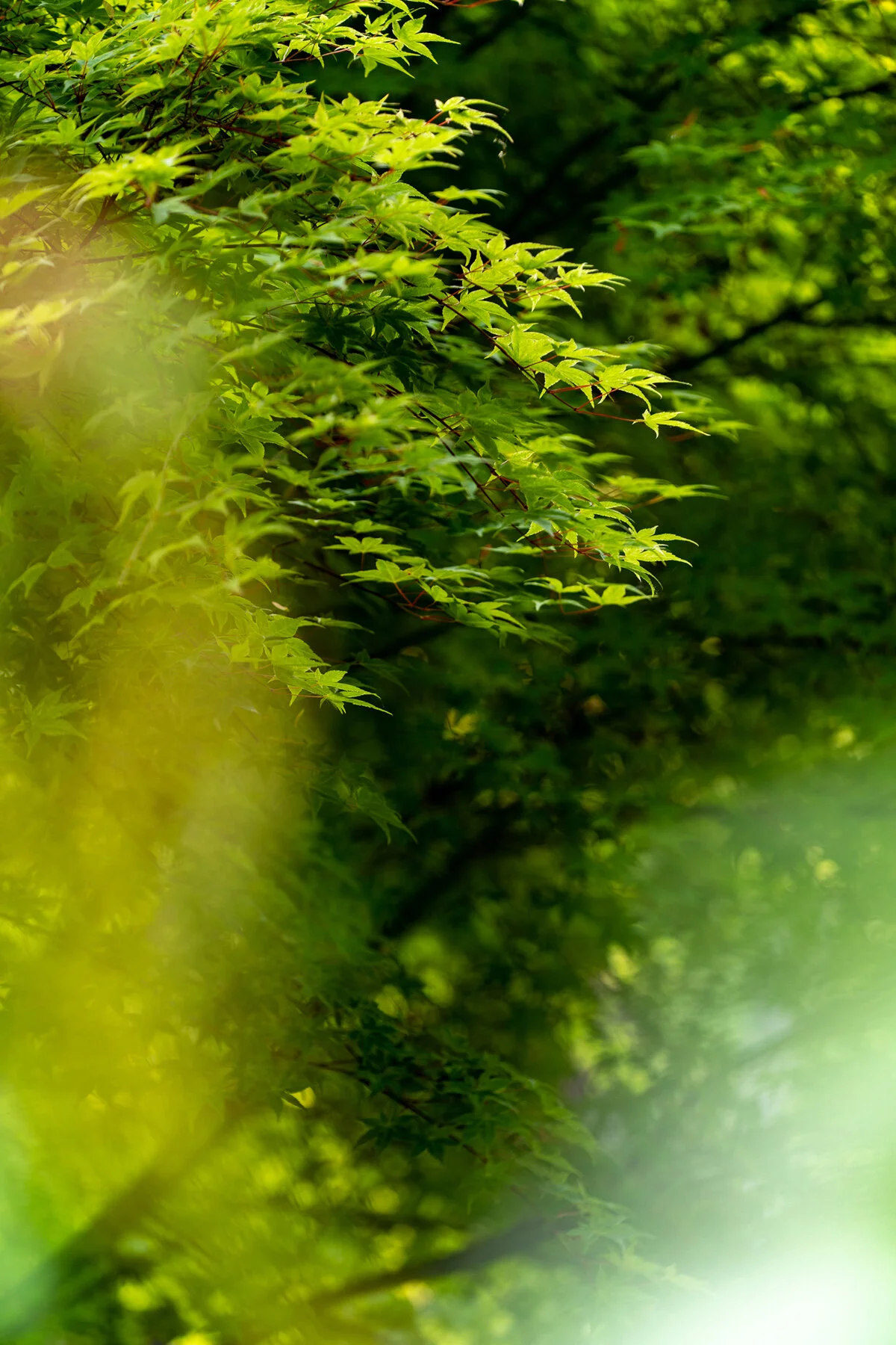 Photographyby Wasim Oakwood Gardens Hillsboro Oregon Spring2020