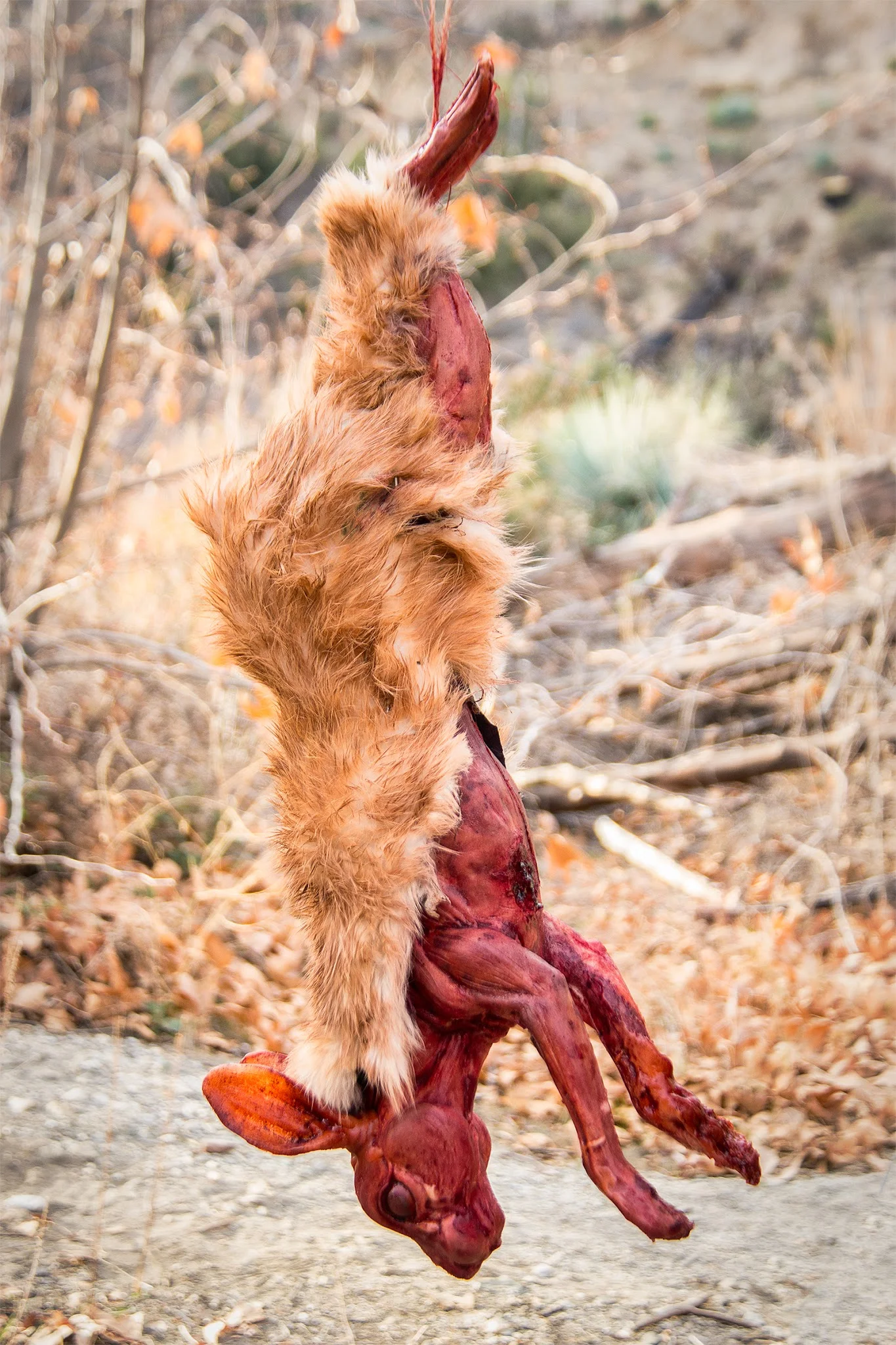We Saved Rabbits And Got Away With Kidnapping…All In A Day’s Work!