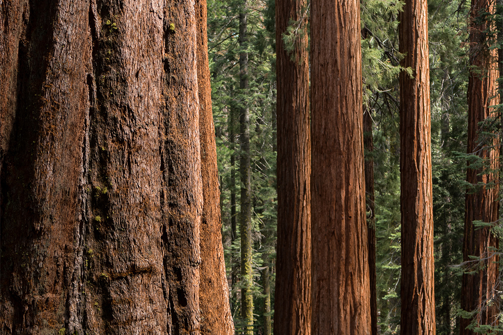 Wasim-Muklashy-Photography_April-2015_Yosemite_California_Samsung-NX1_-SAM_8288_ForBlog